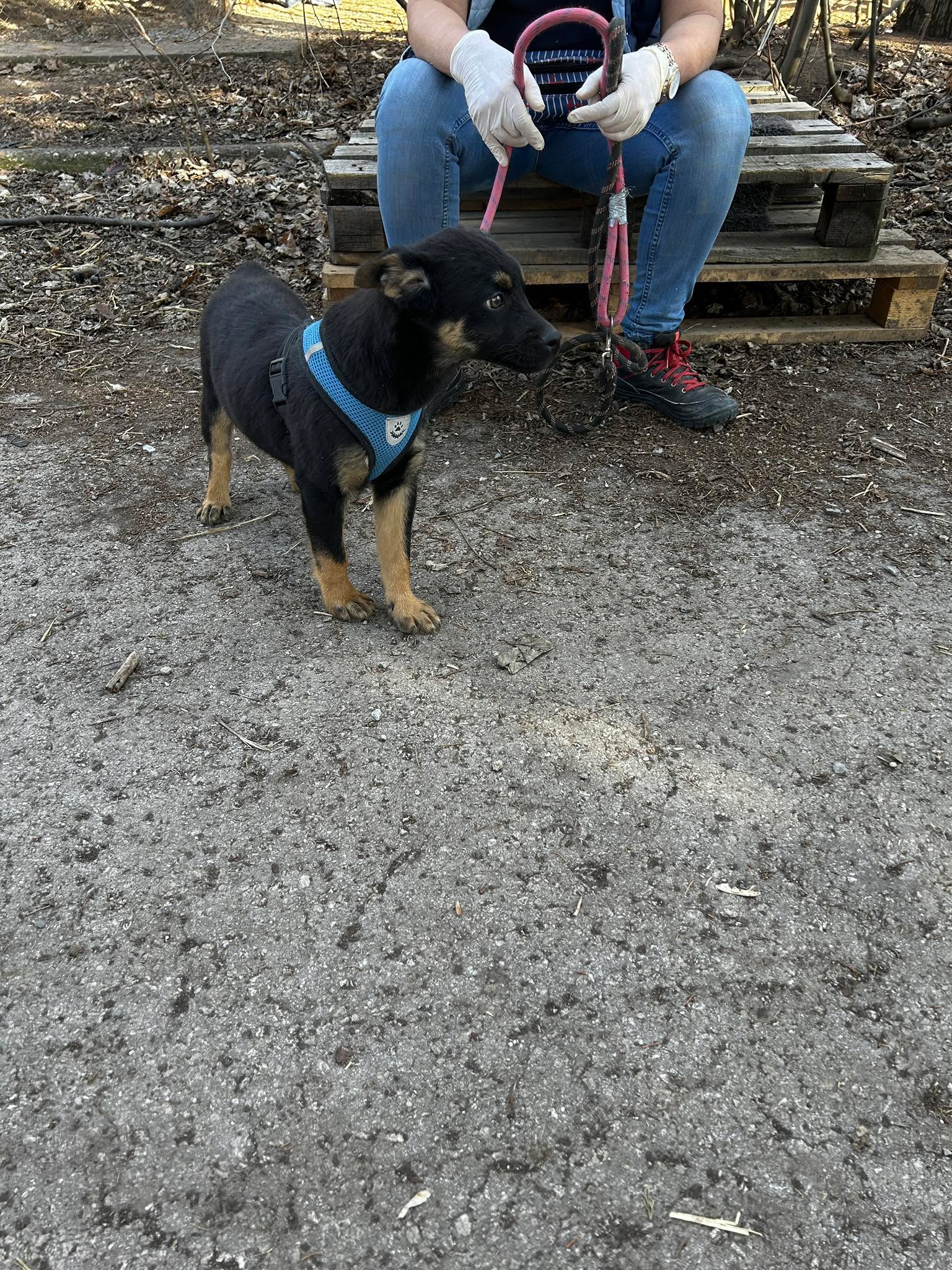 Kovu, Bild 6