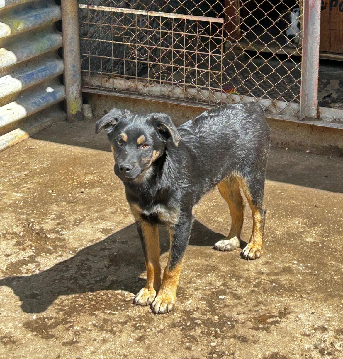 Kovu, Bild 9