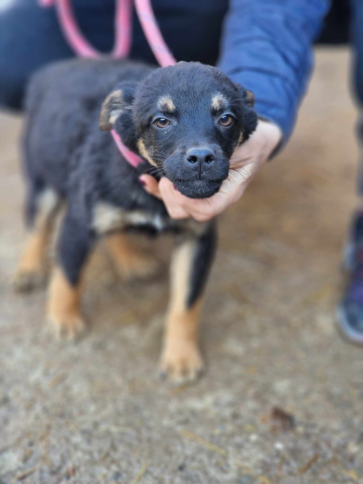 Kovu, Hund