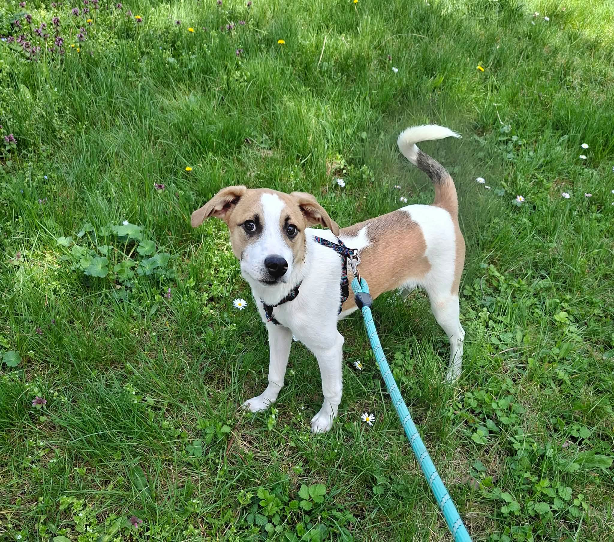 Leo, Bild 16