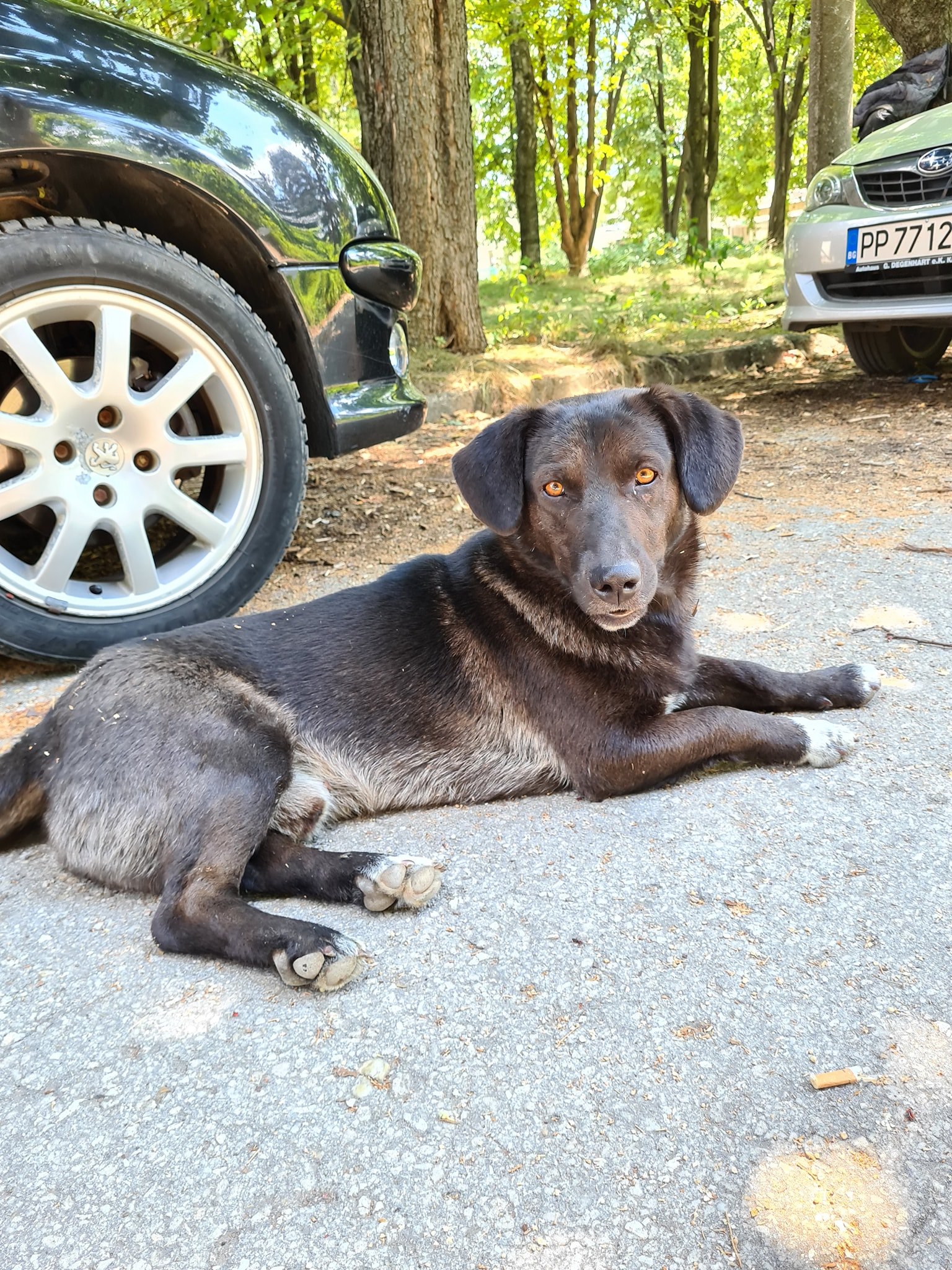 Lexus, Bild 5