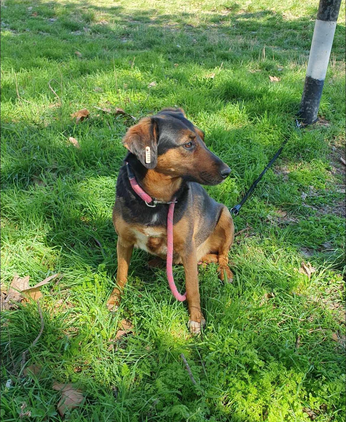 Lily, Bild 4