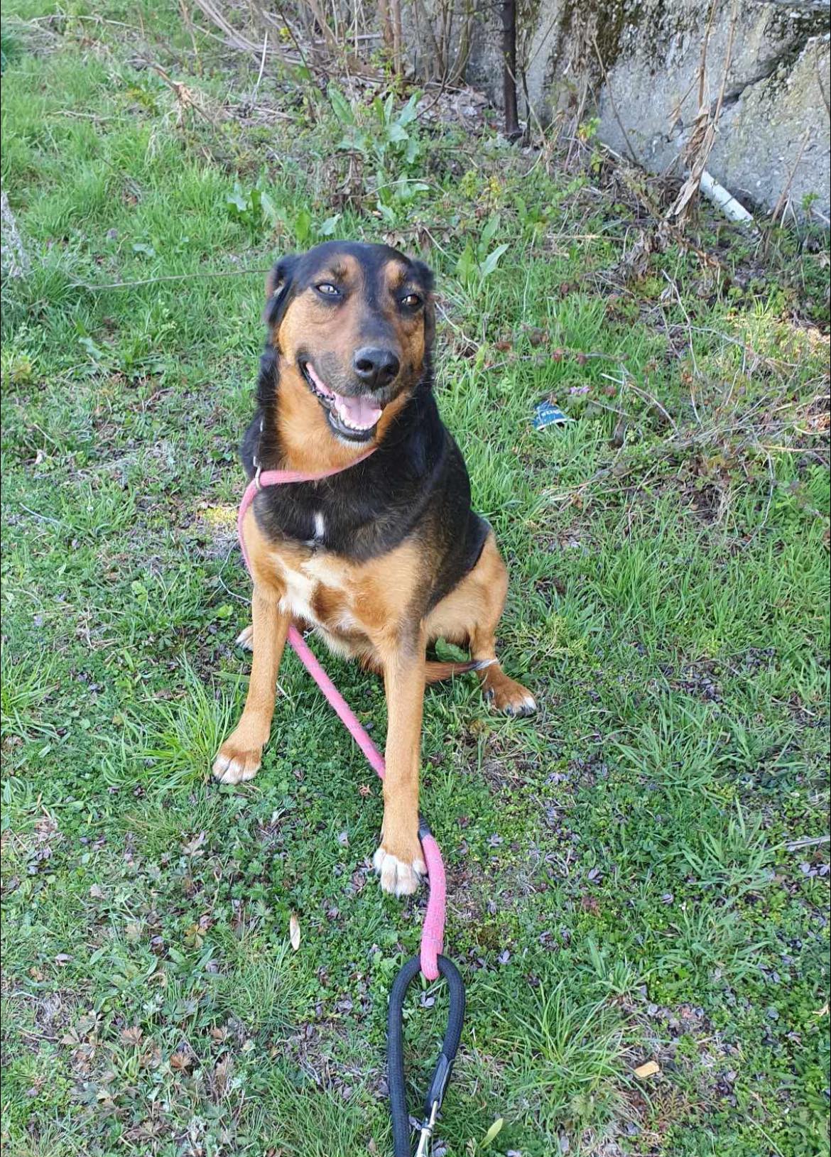 Lily, Hund