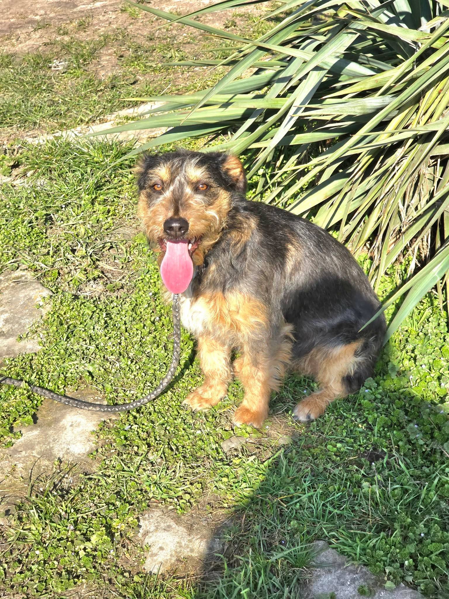 Lori, Bild 4