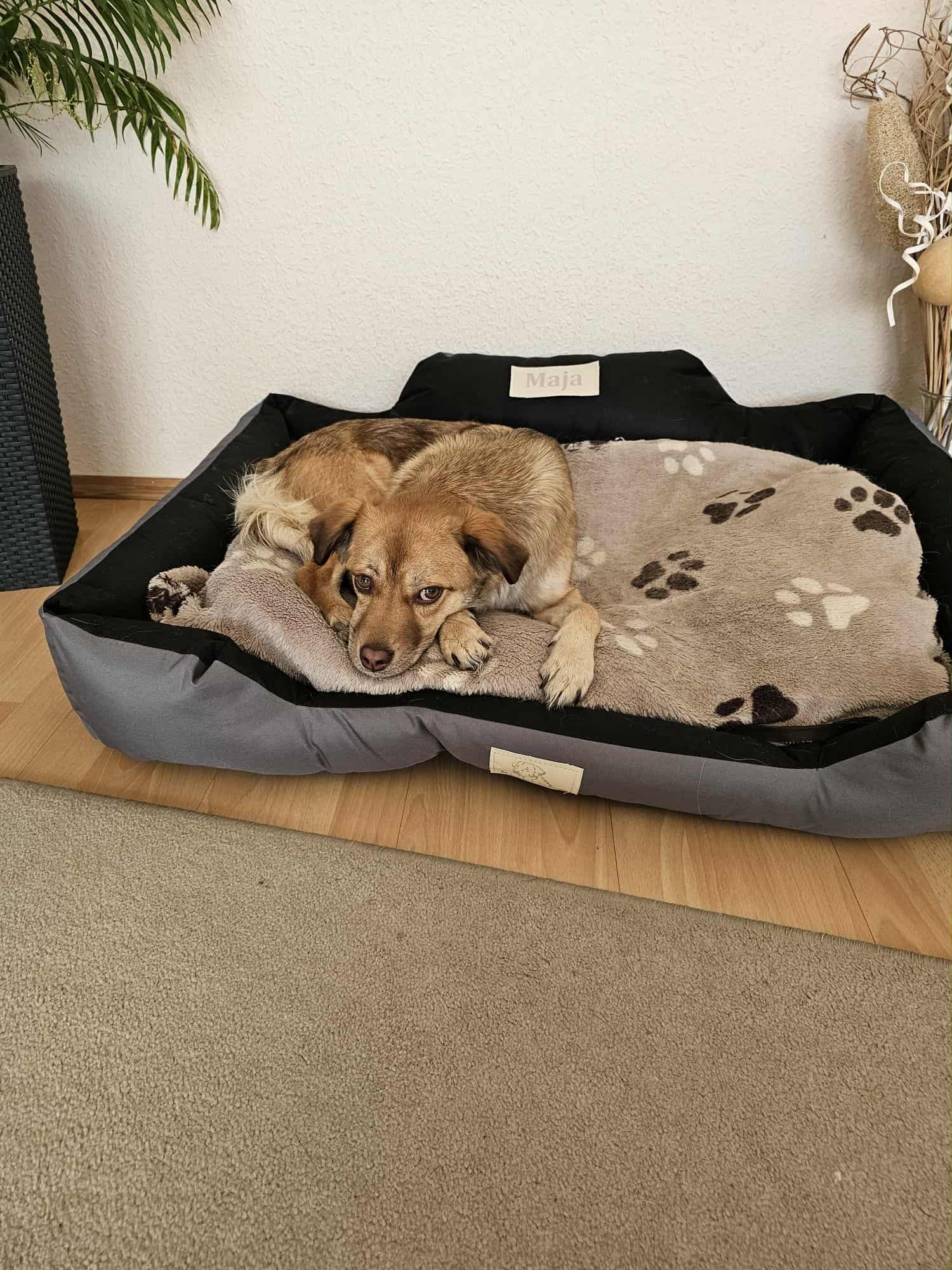 Maja (ehemals Deya), Bild 3
