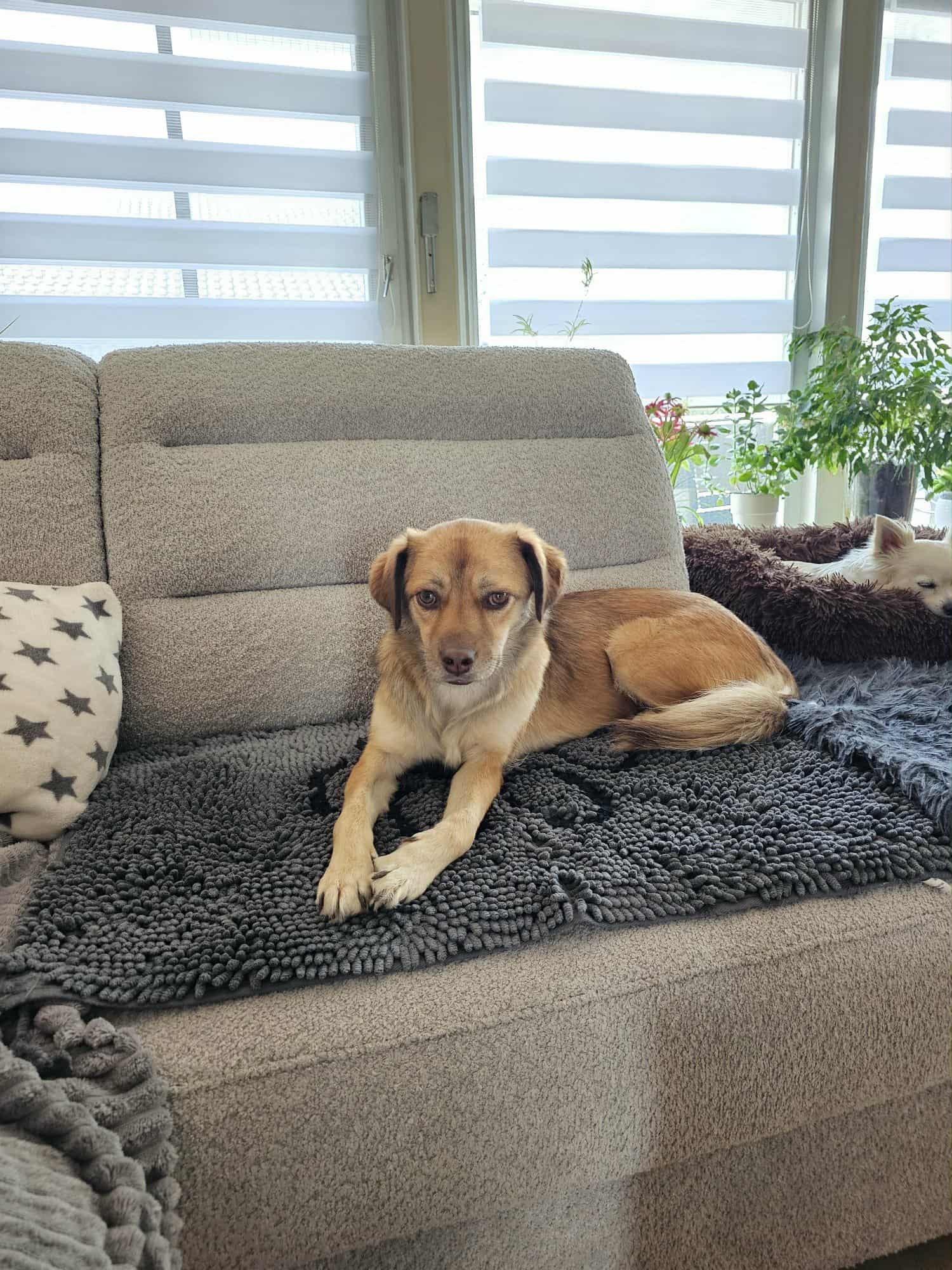Maja (ehemals Deya), Hund