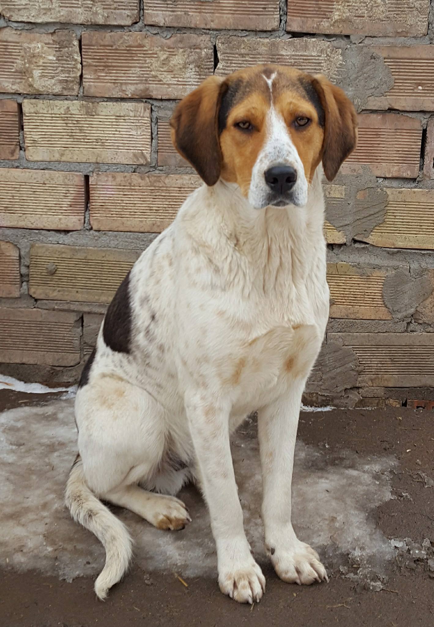 Maxwell, Hund