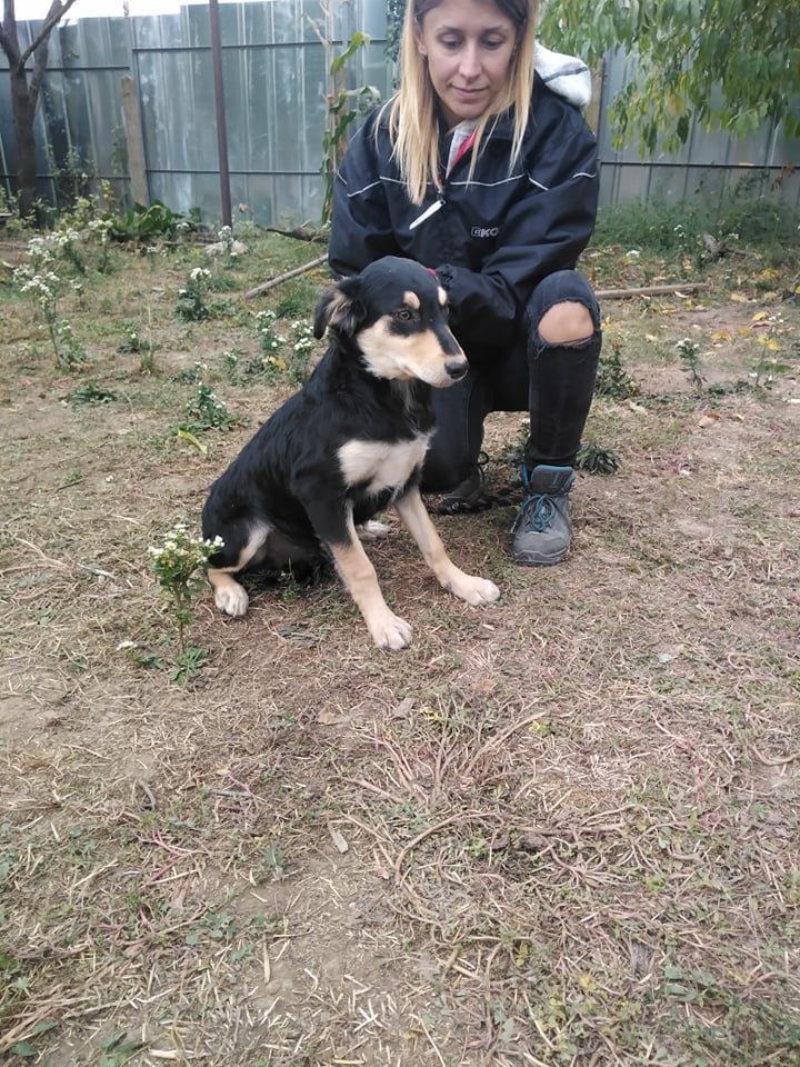 Mowgli, Hund