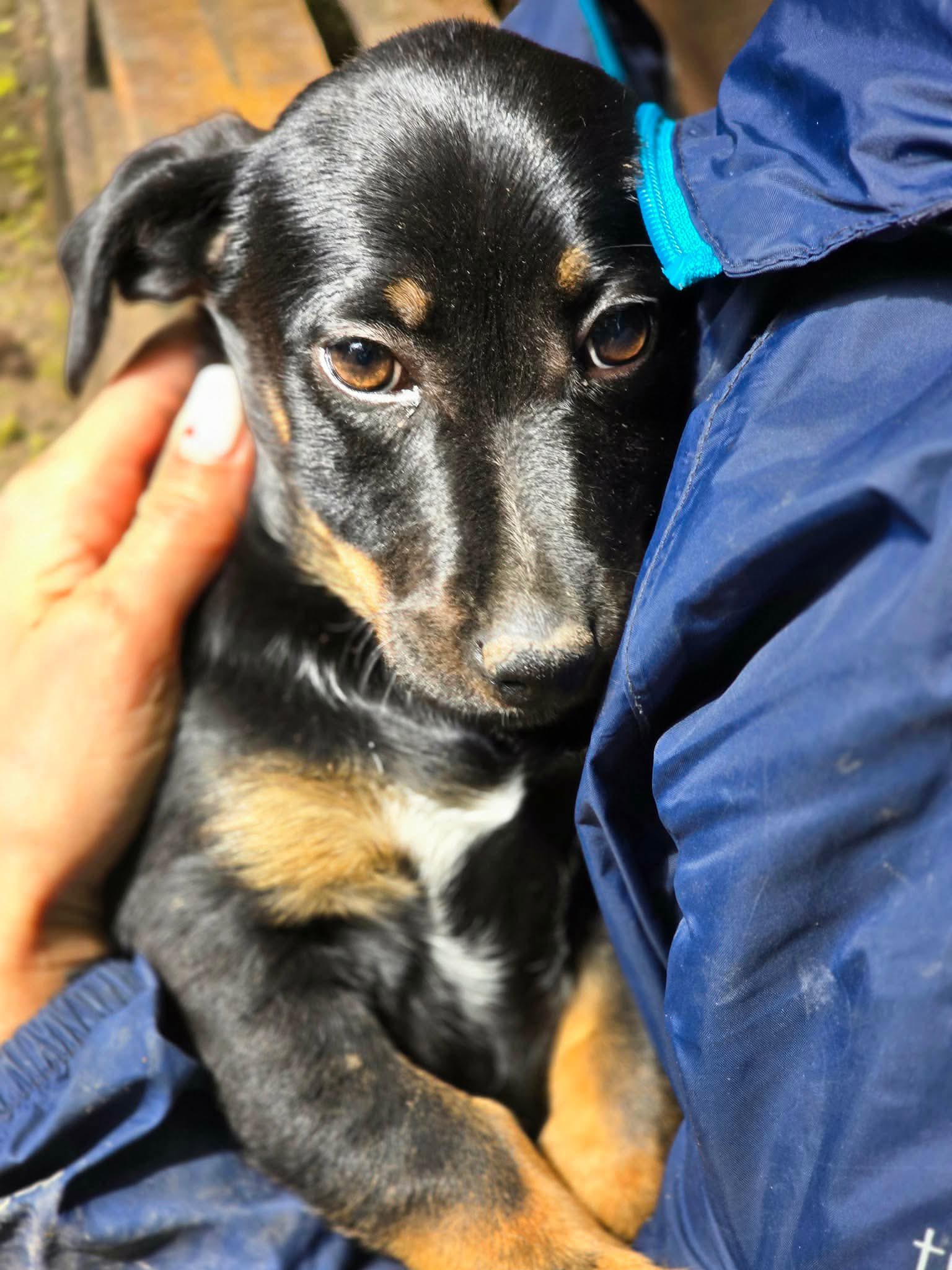 Muffy, Hund