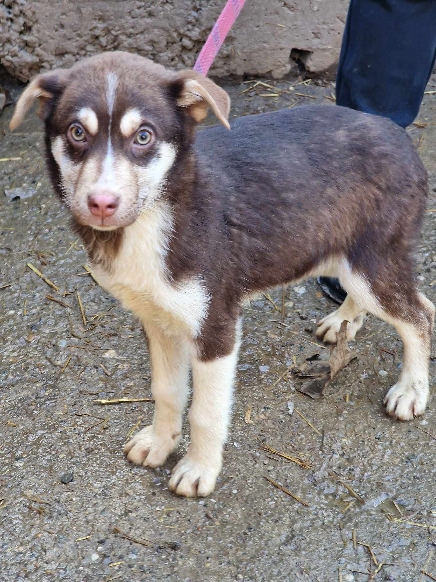 Noah, Hund