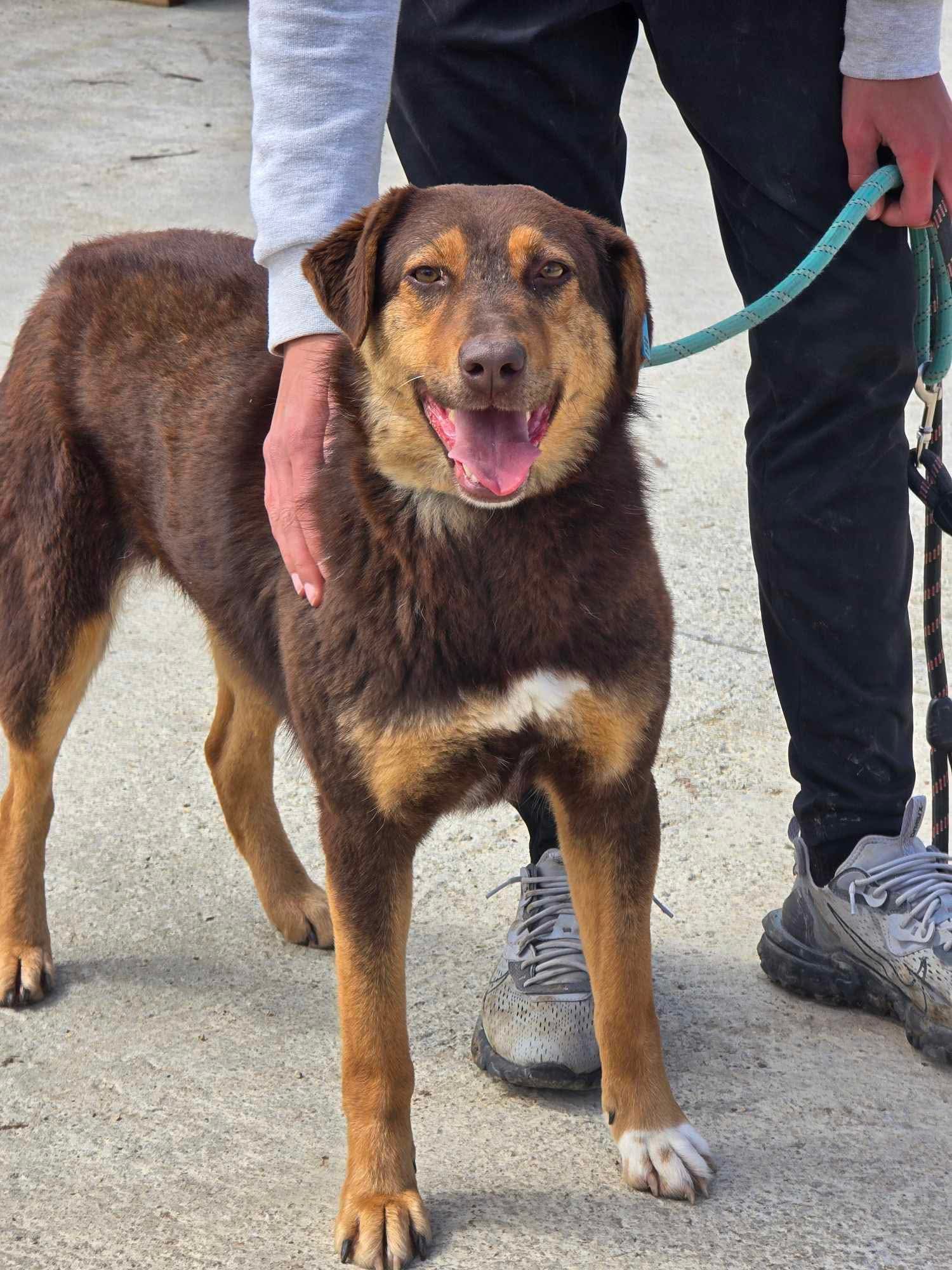 Nora, Hund