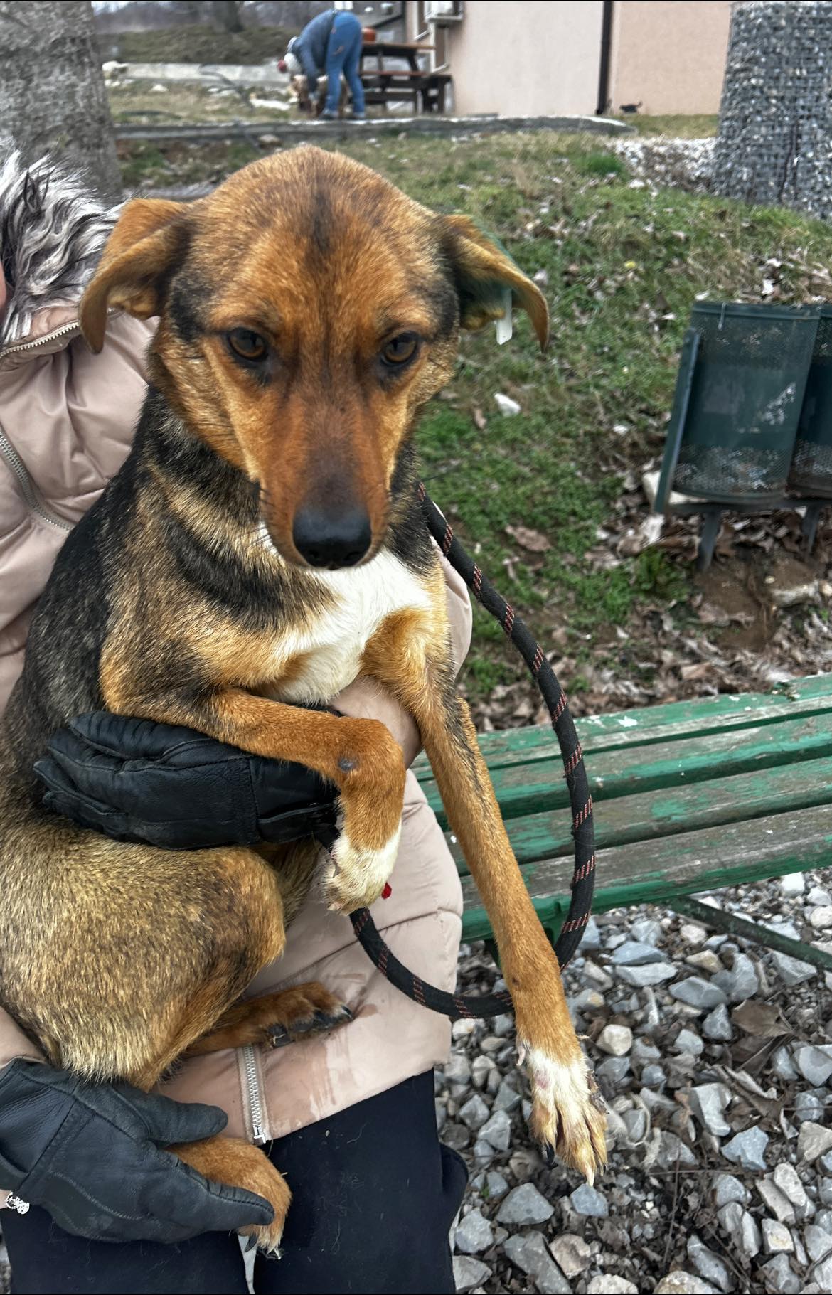 Nuxy, Hund