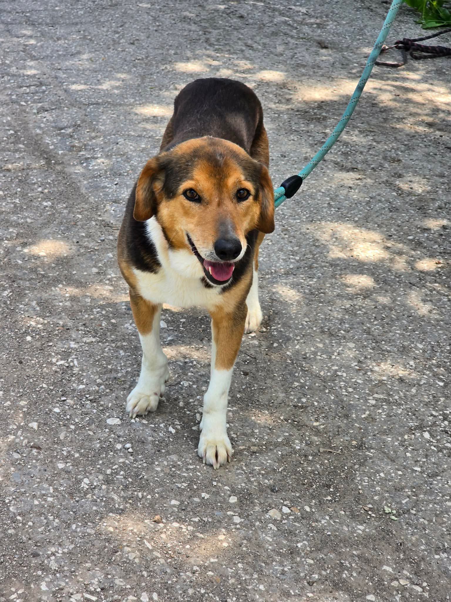 Olivia, Hund