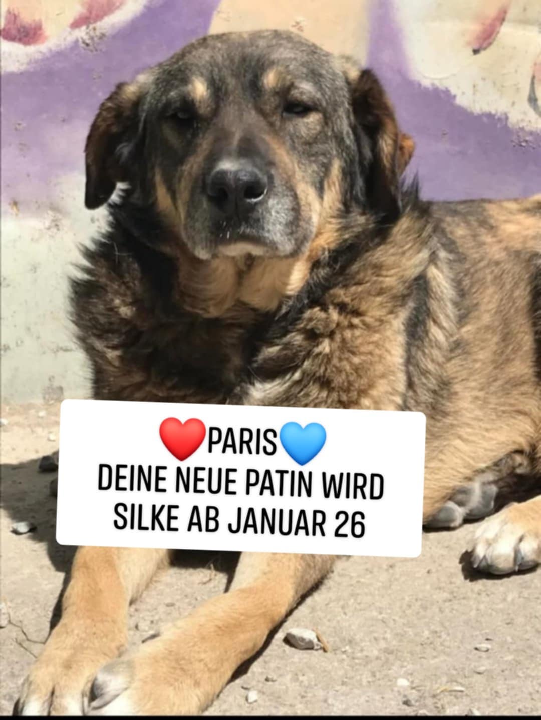 Paris, Hund
