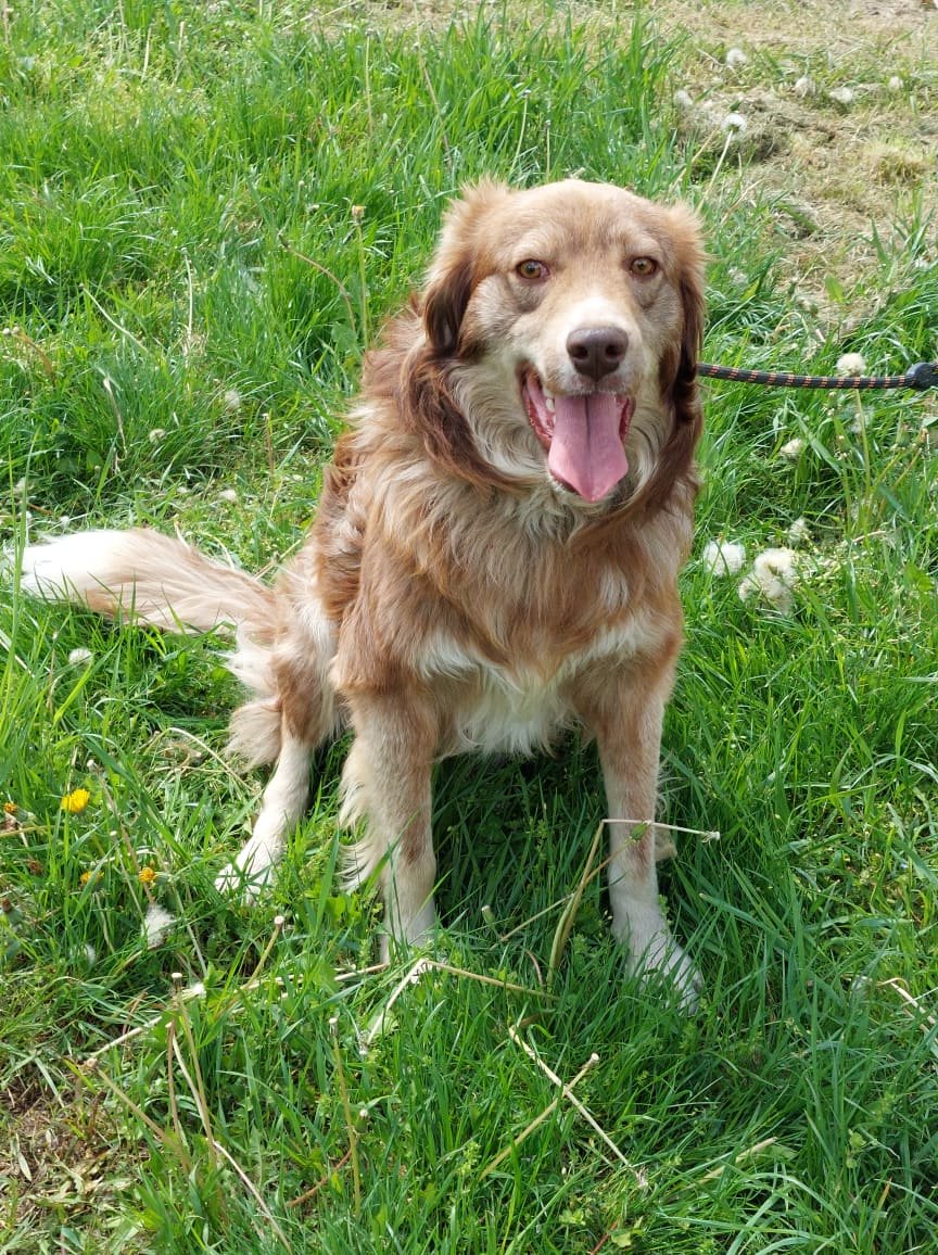 Patch, Hund
