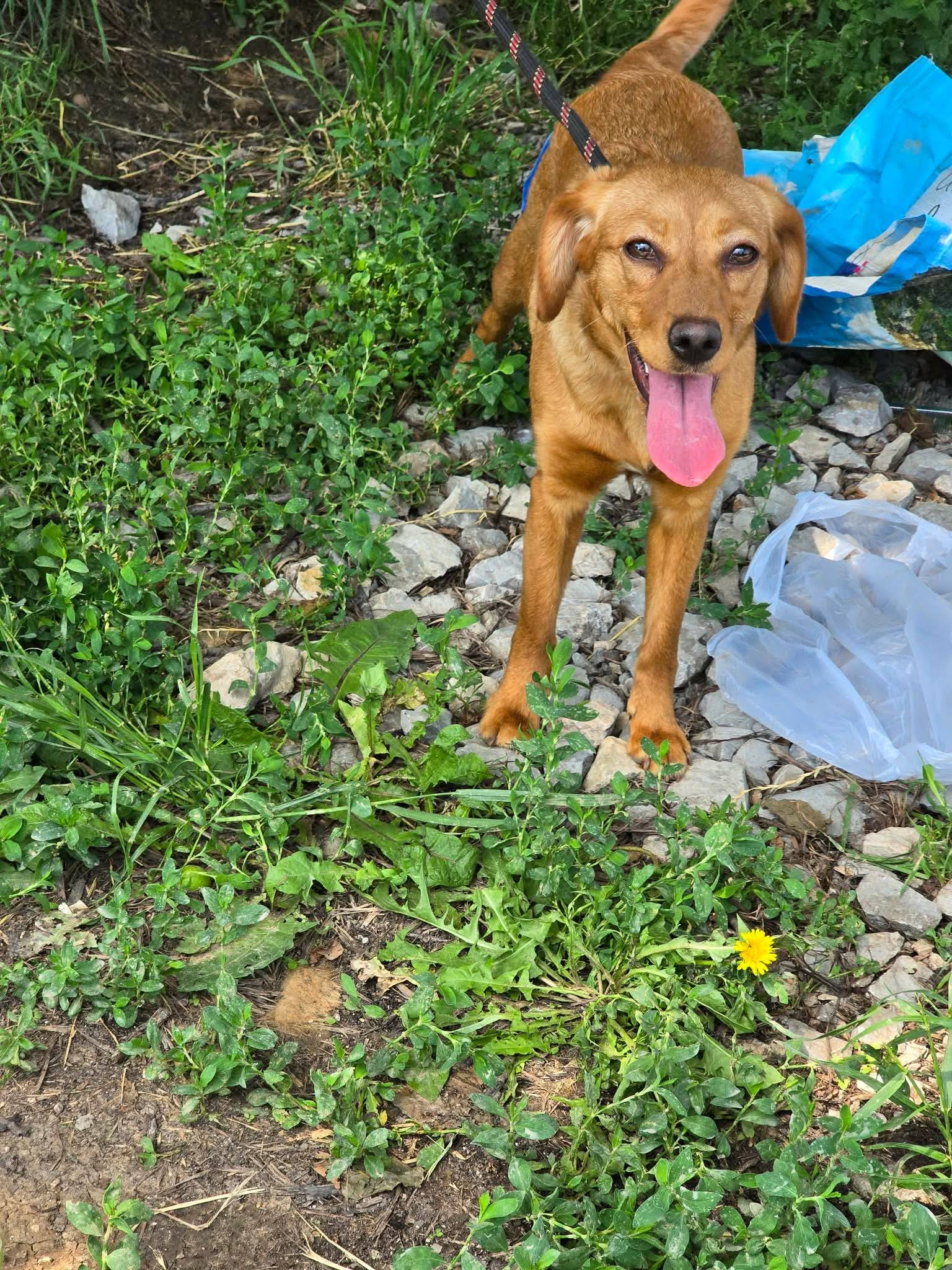 Polly, Hund