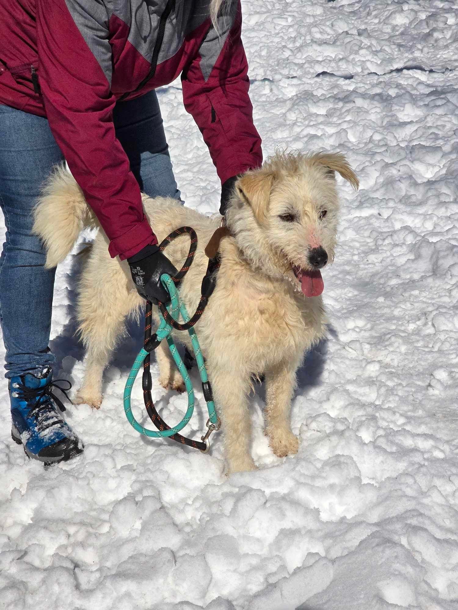 Rina, Hund