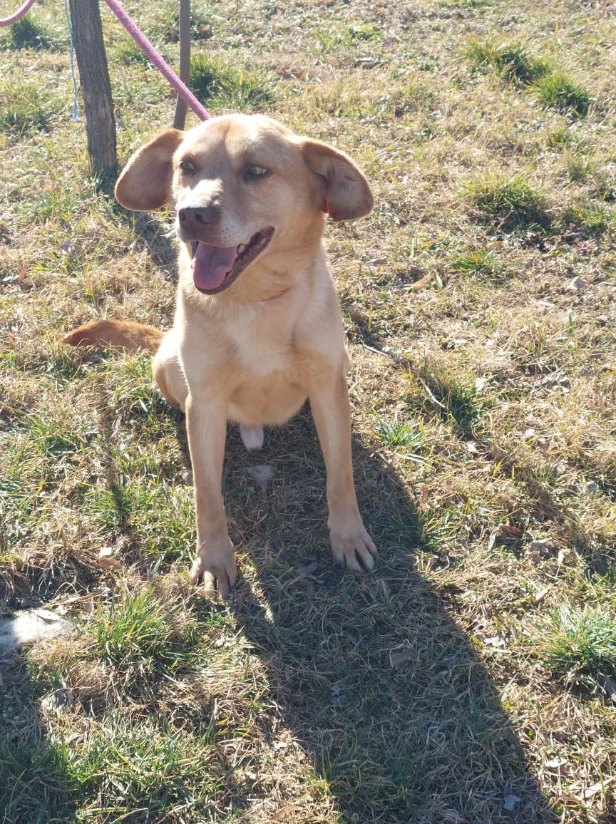 Rizhko, Hund