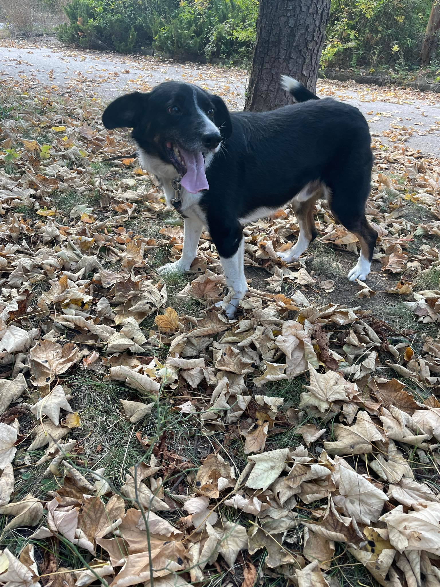 Rocky, Bild 4