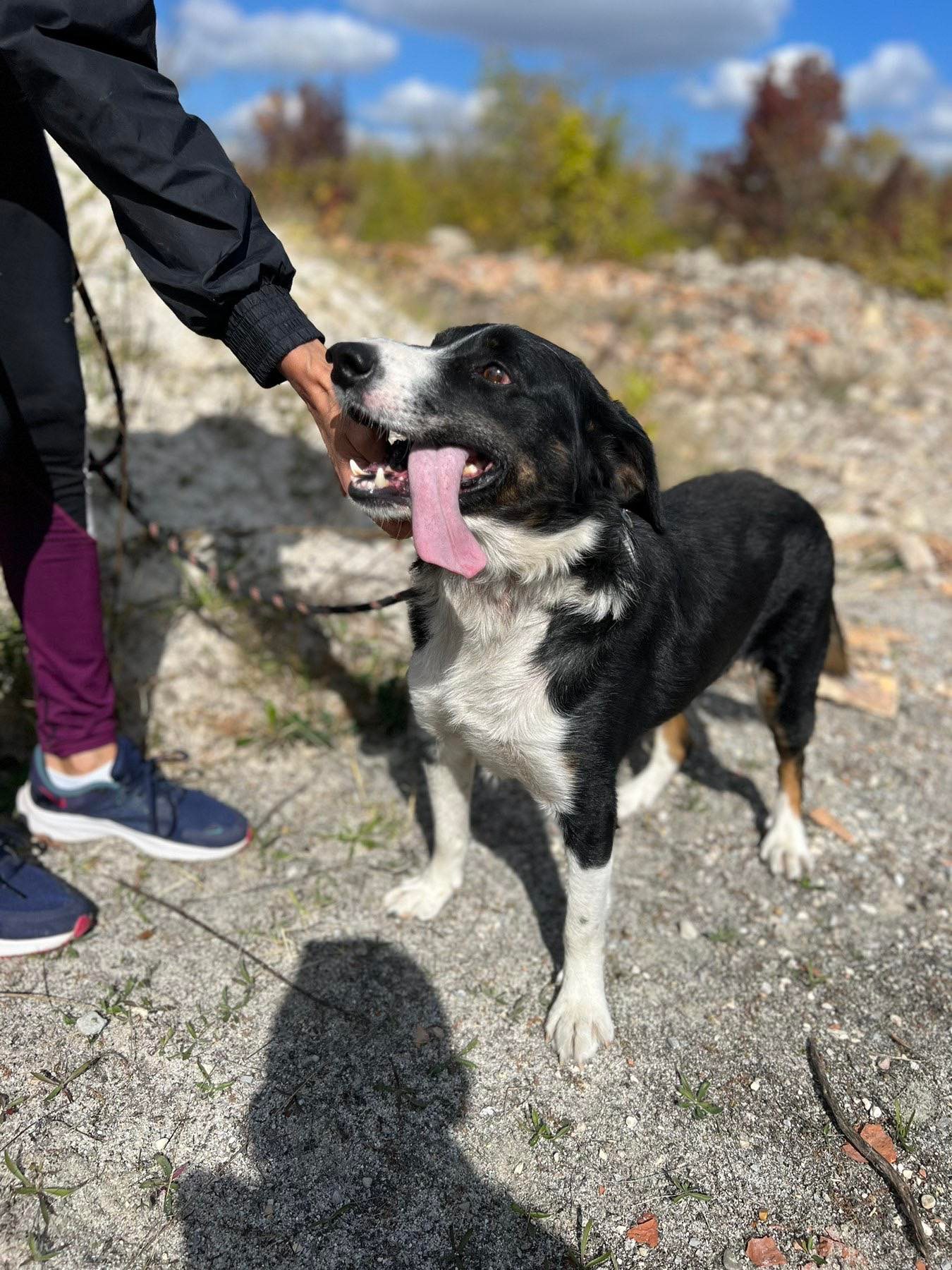 Rocky, Hund