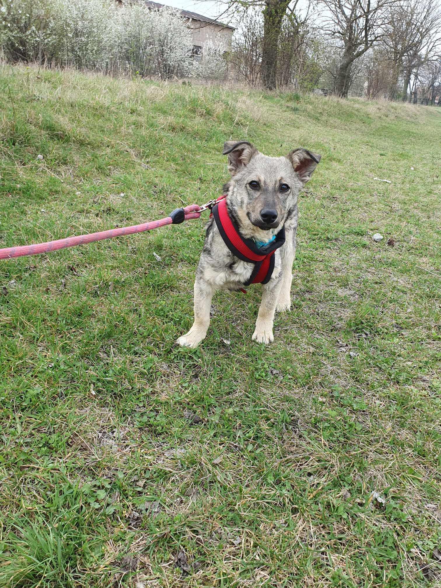 Ronnie, Bild 12