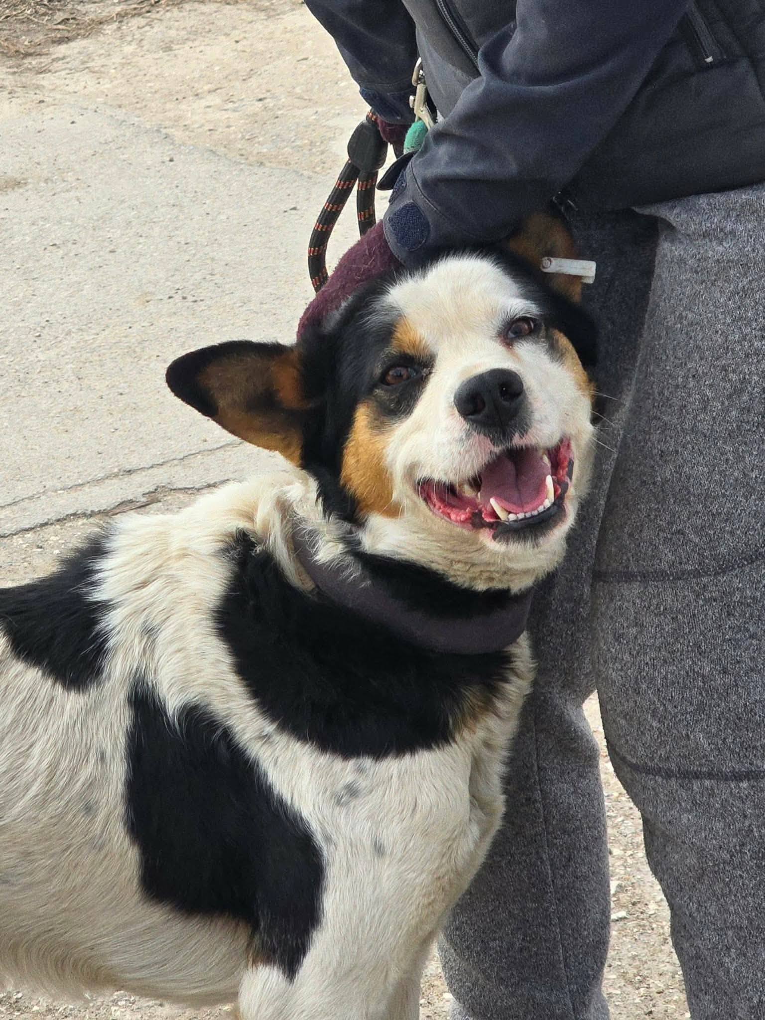 Rory, Hund