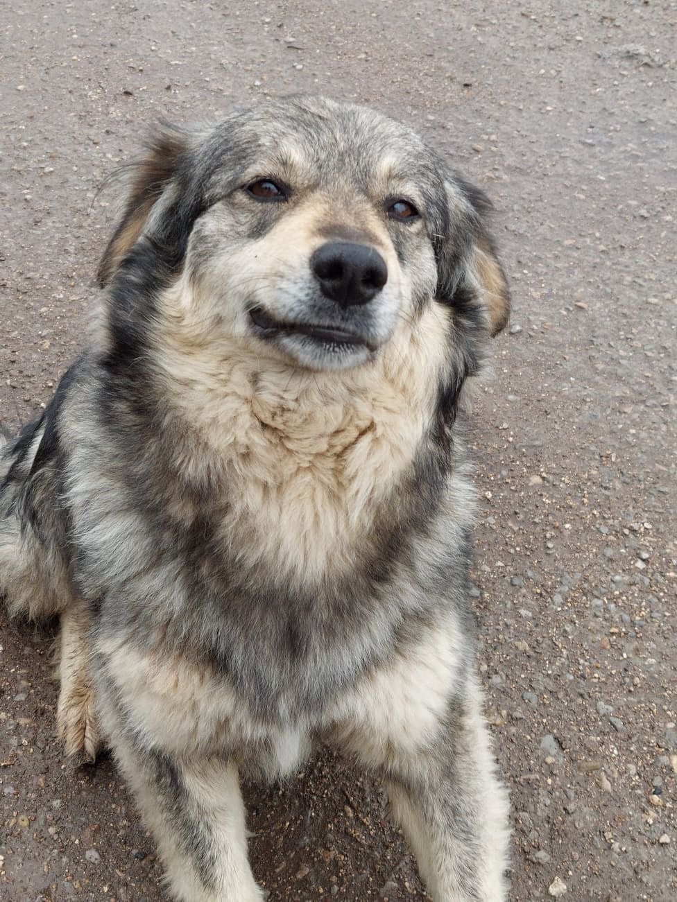 Saya, Hund