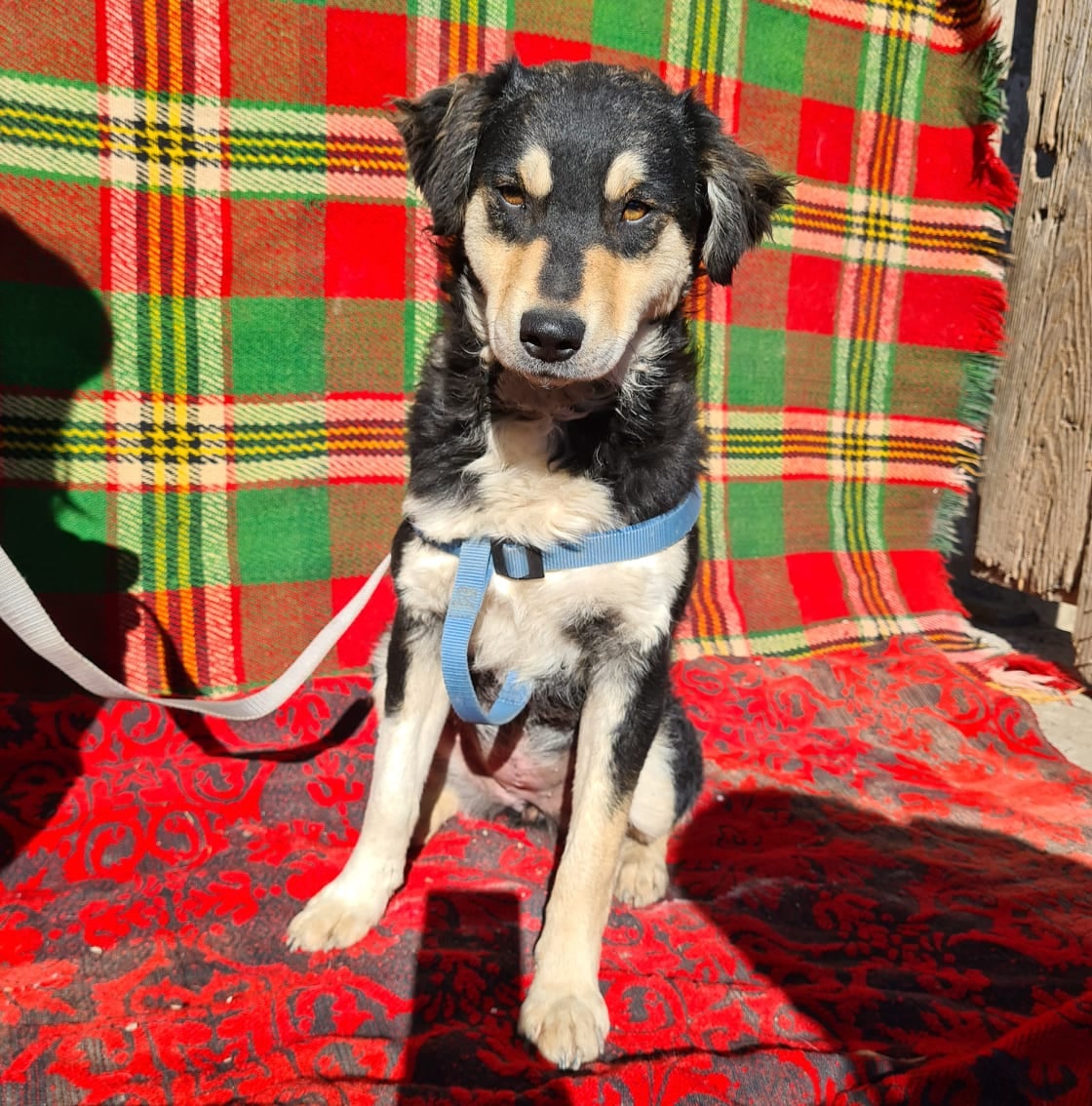 Shanti, Bild 9
