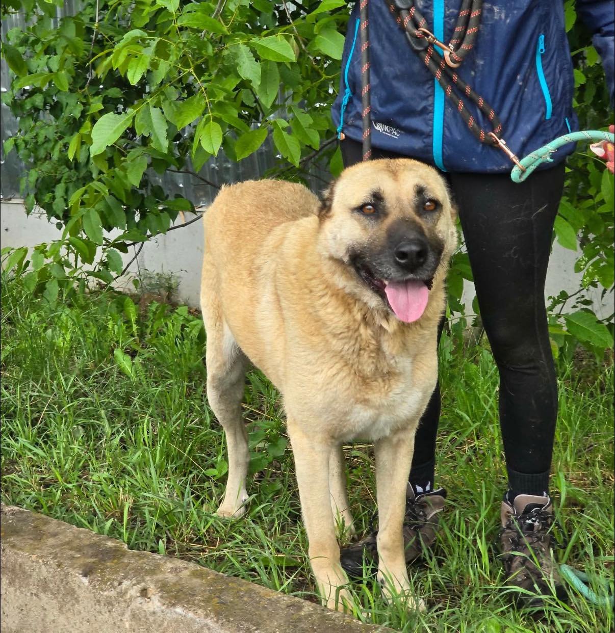 Shaya, Bild 3