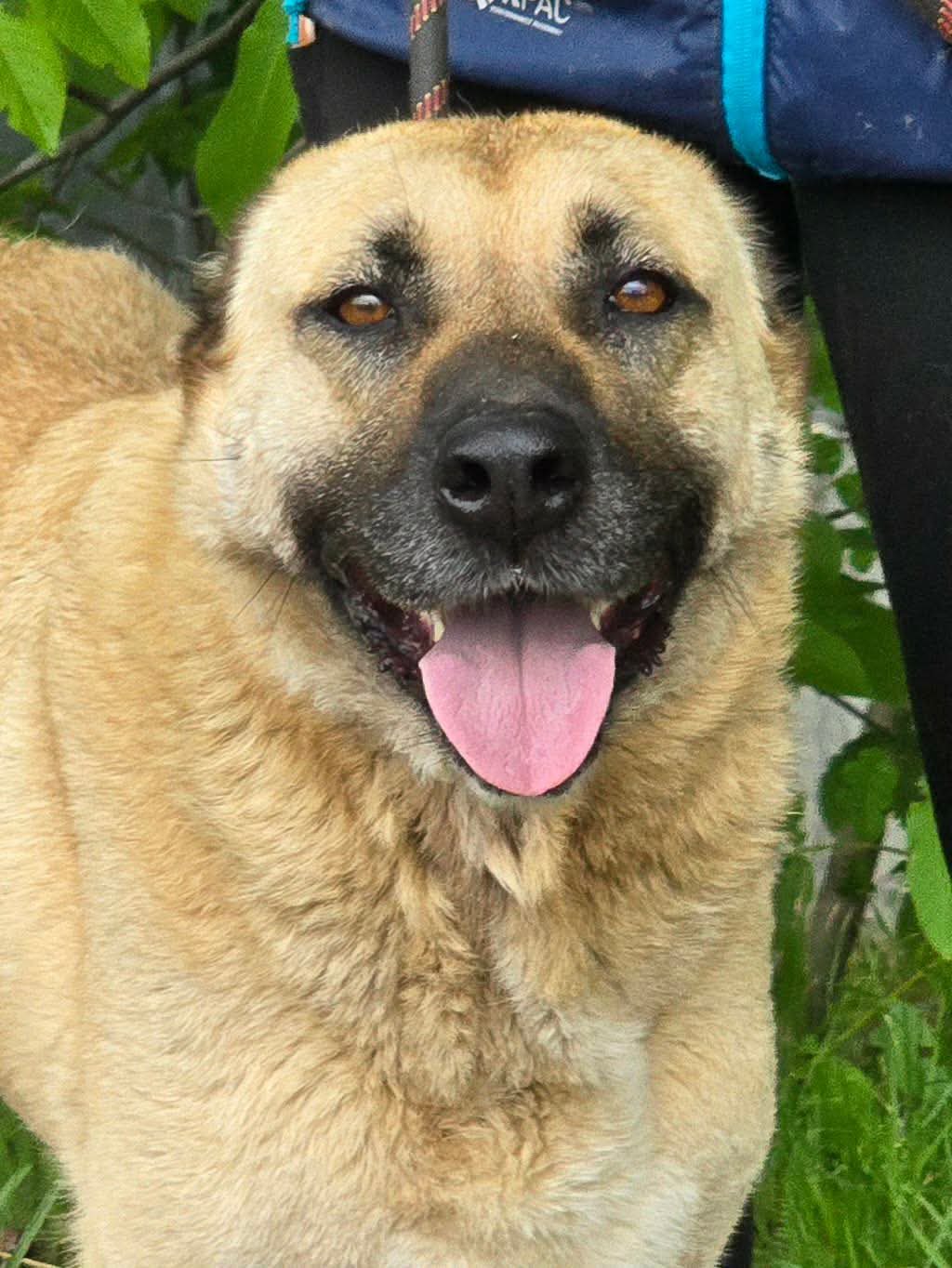 Shaya, Bild 4