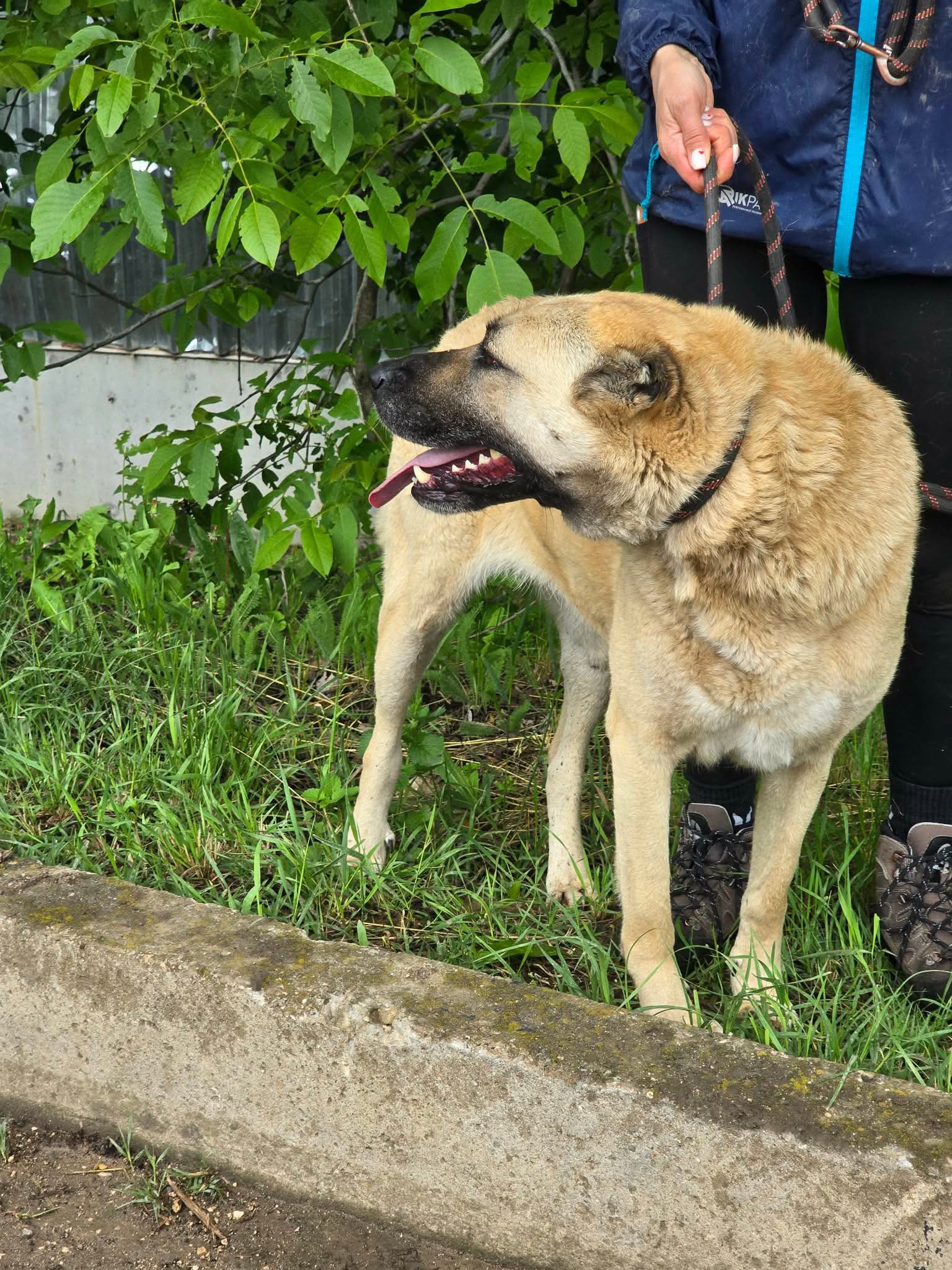Shaya, Bild 6