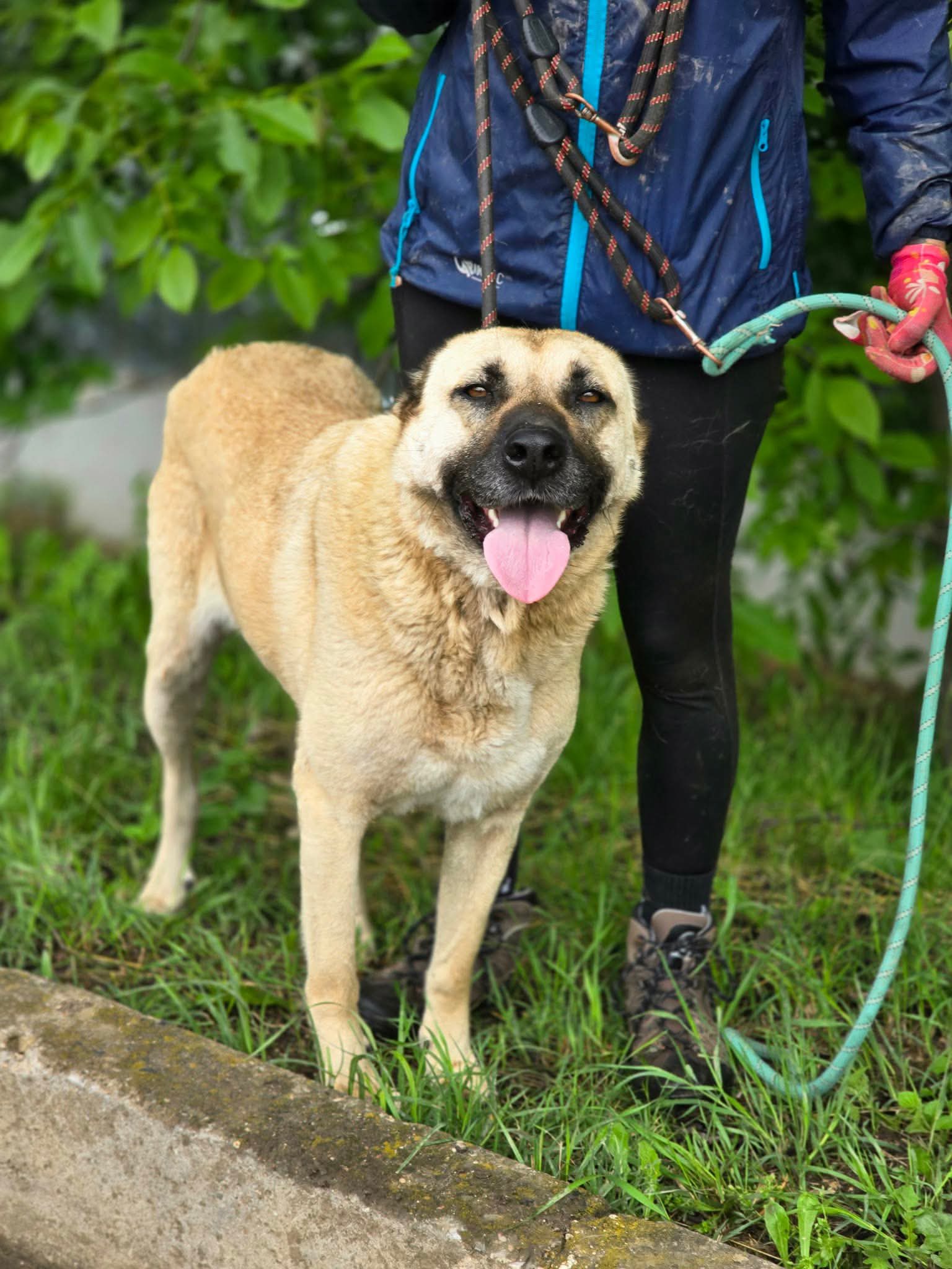 Shaya, Hund