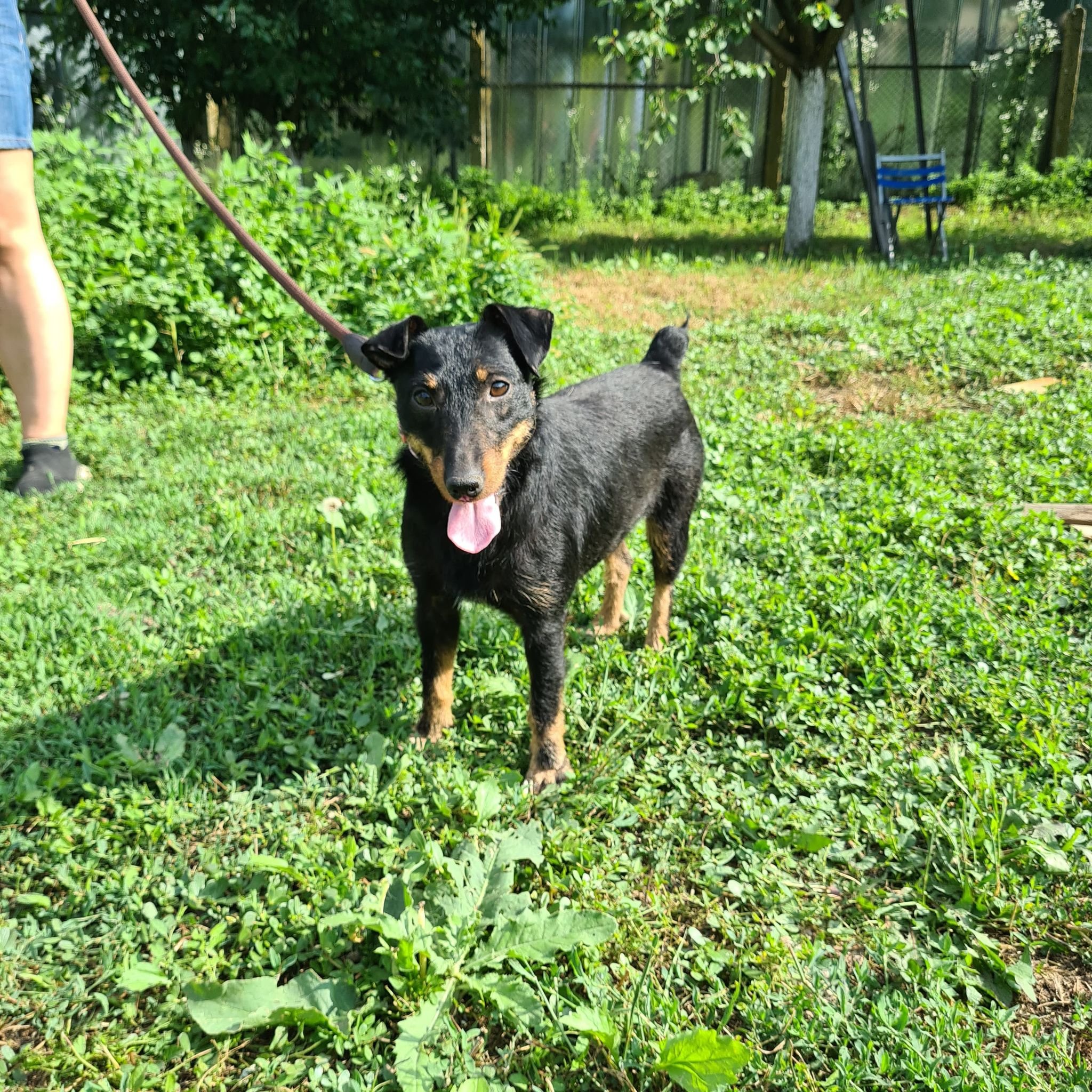 Sherry, Hund