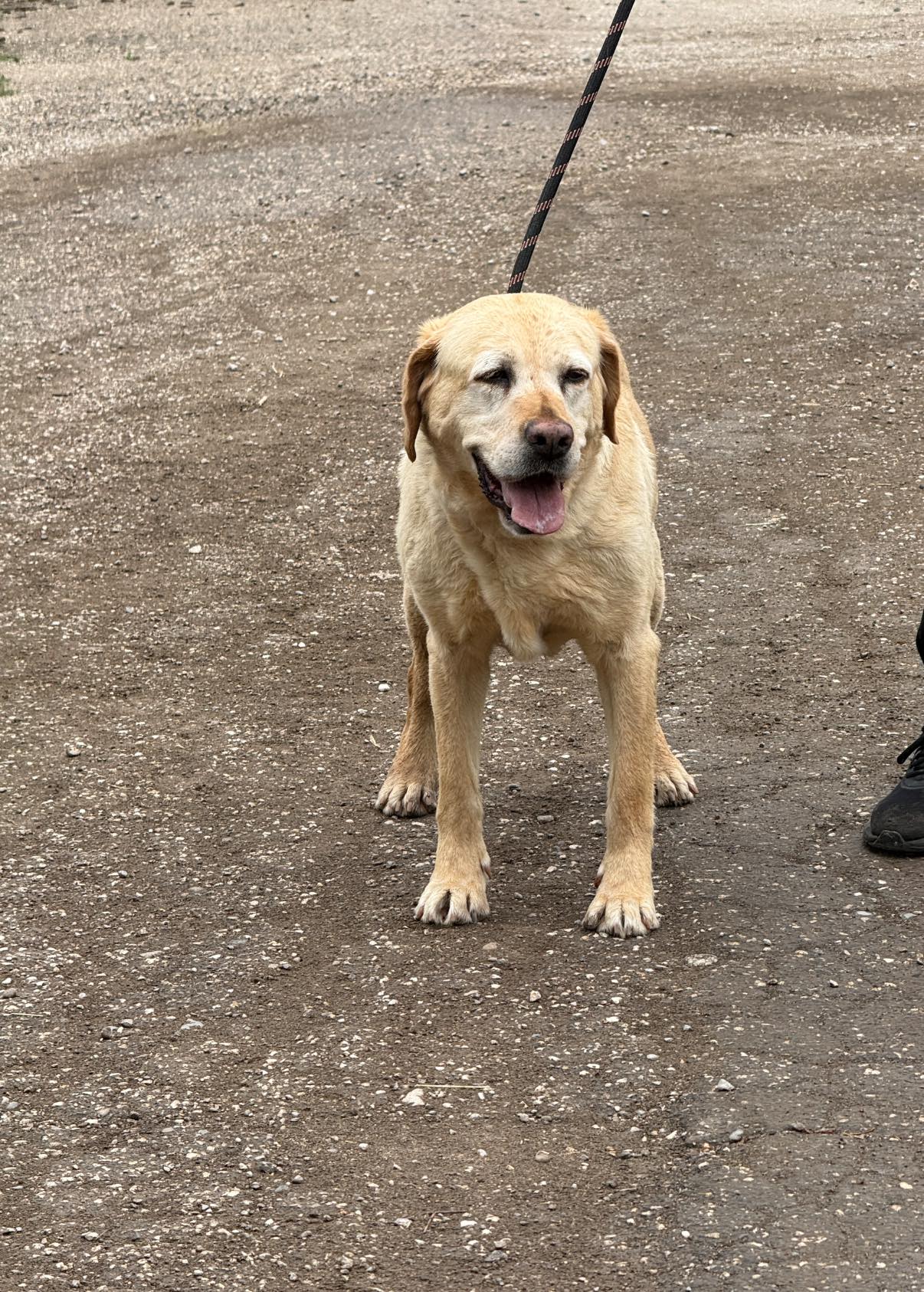 Sienna, Hund