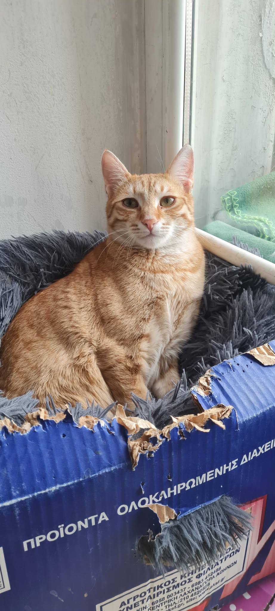 Simba, Bild 11