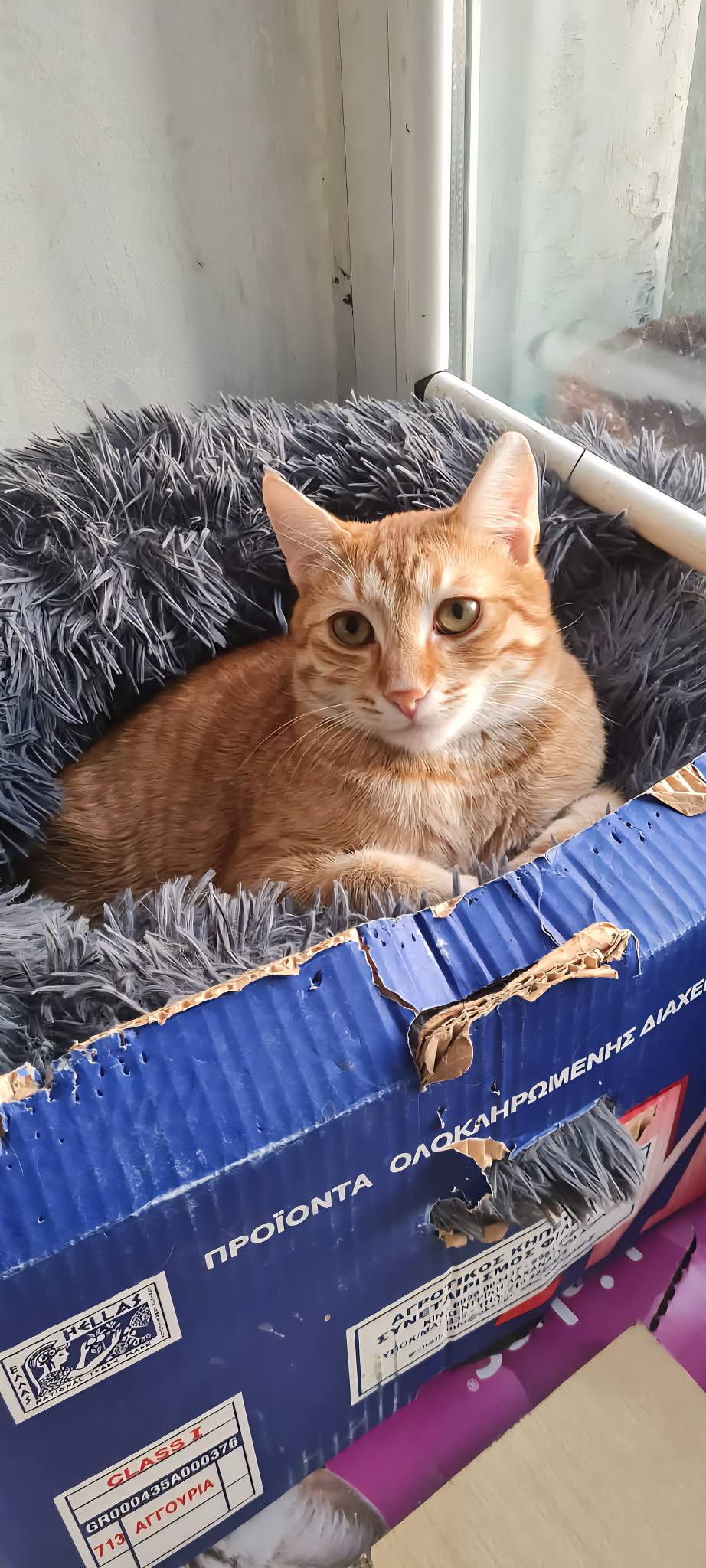 Simba, Bild 12