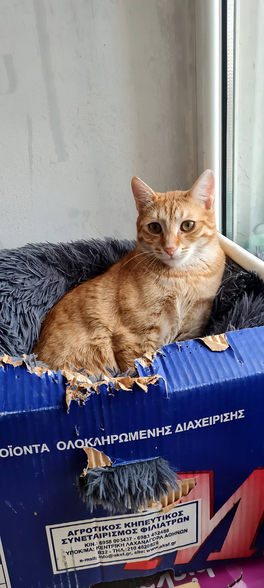 Simba, Bild 13
