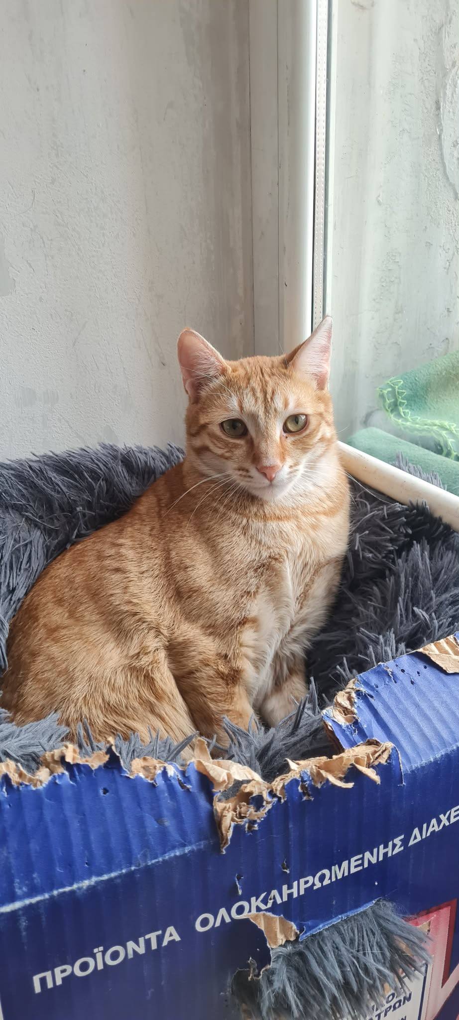Simba, Bild 14