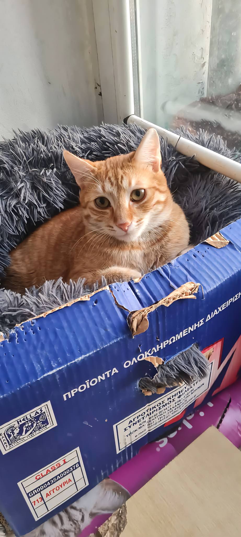 Simba, Bild 15