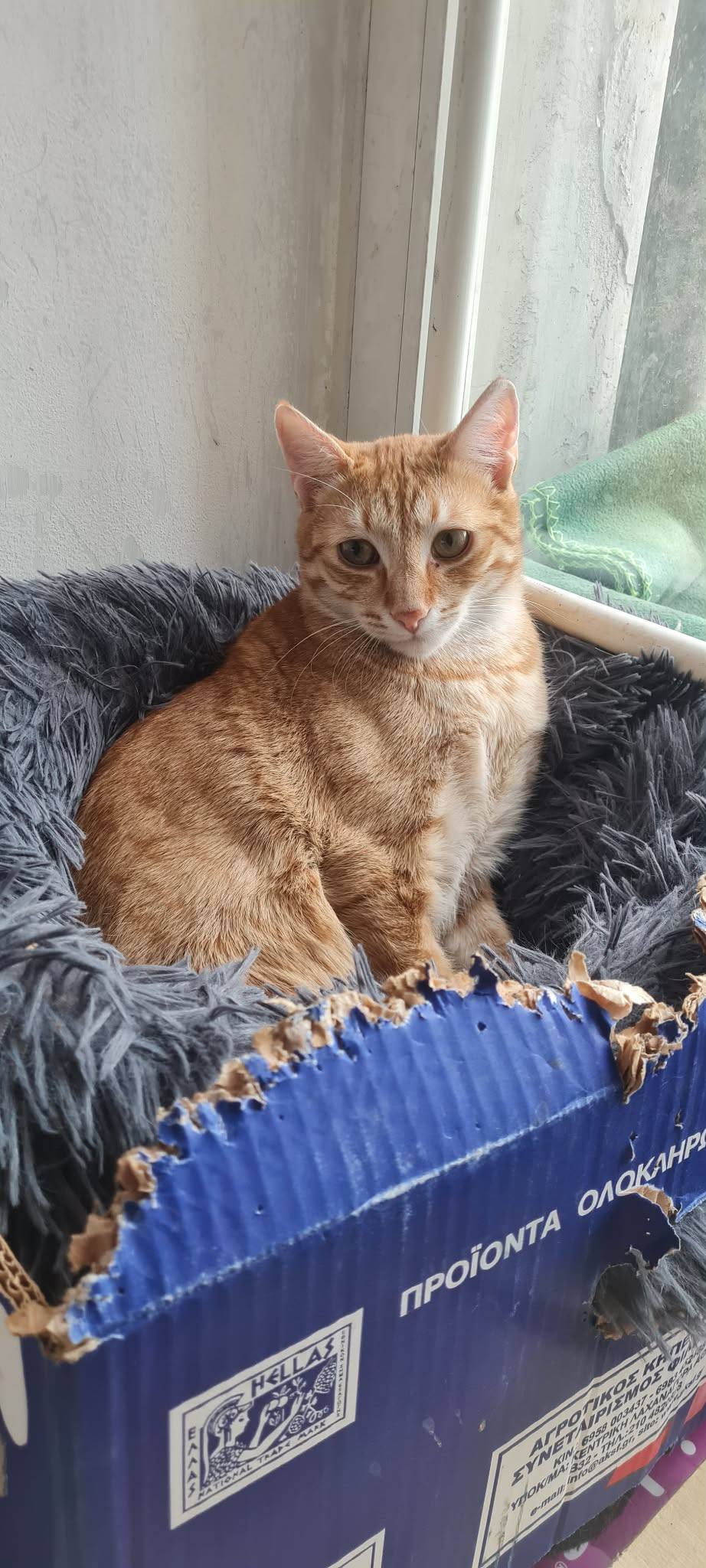 Simba, Bild 16