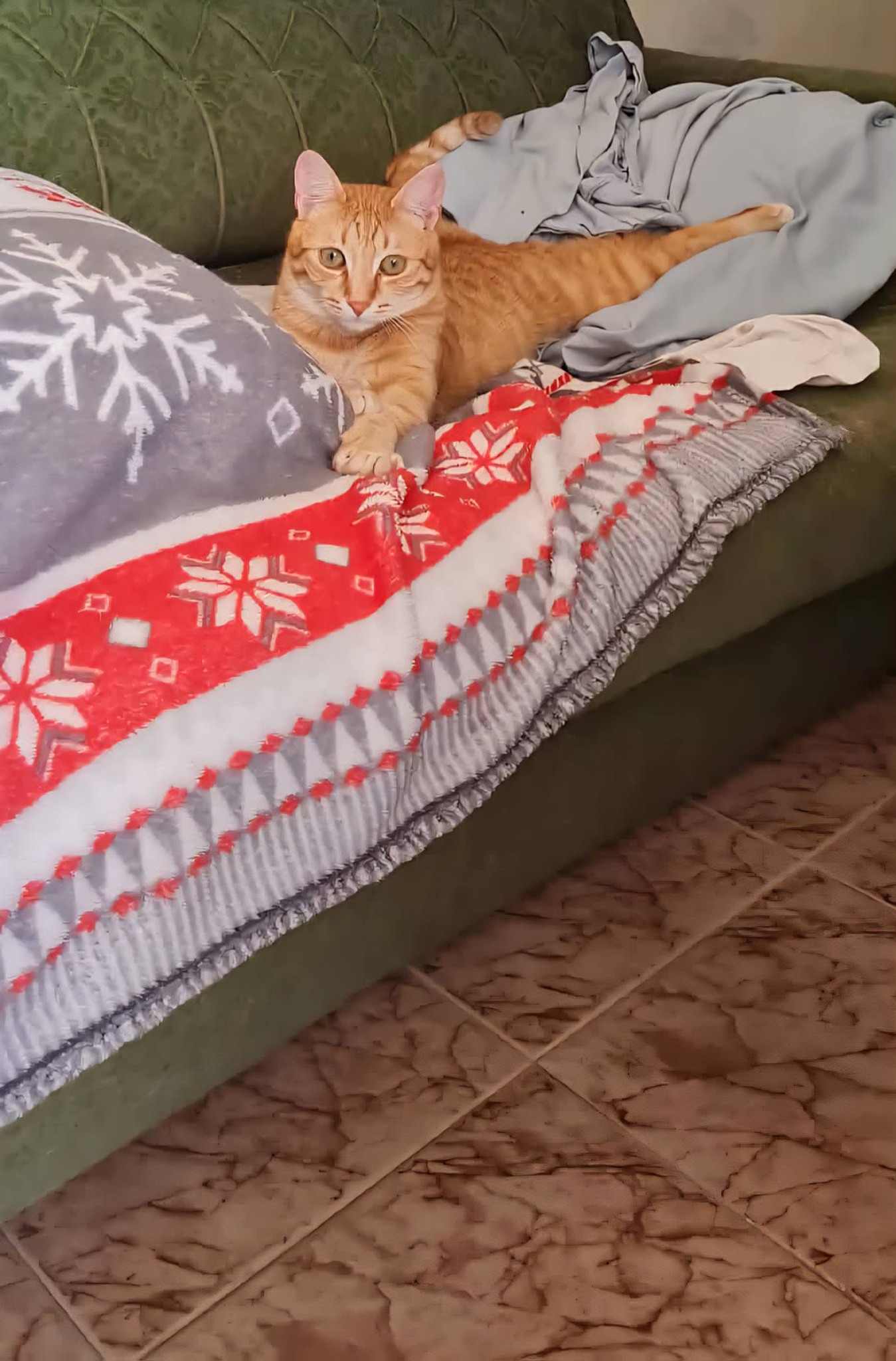 Simba, Bild 5