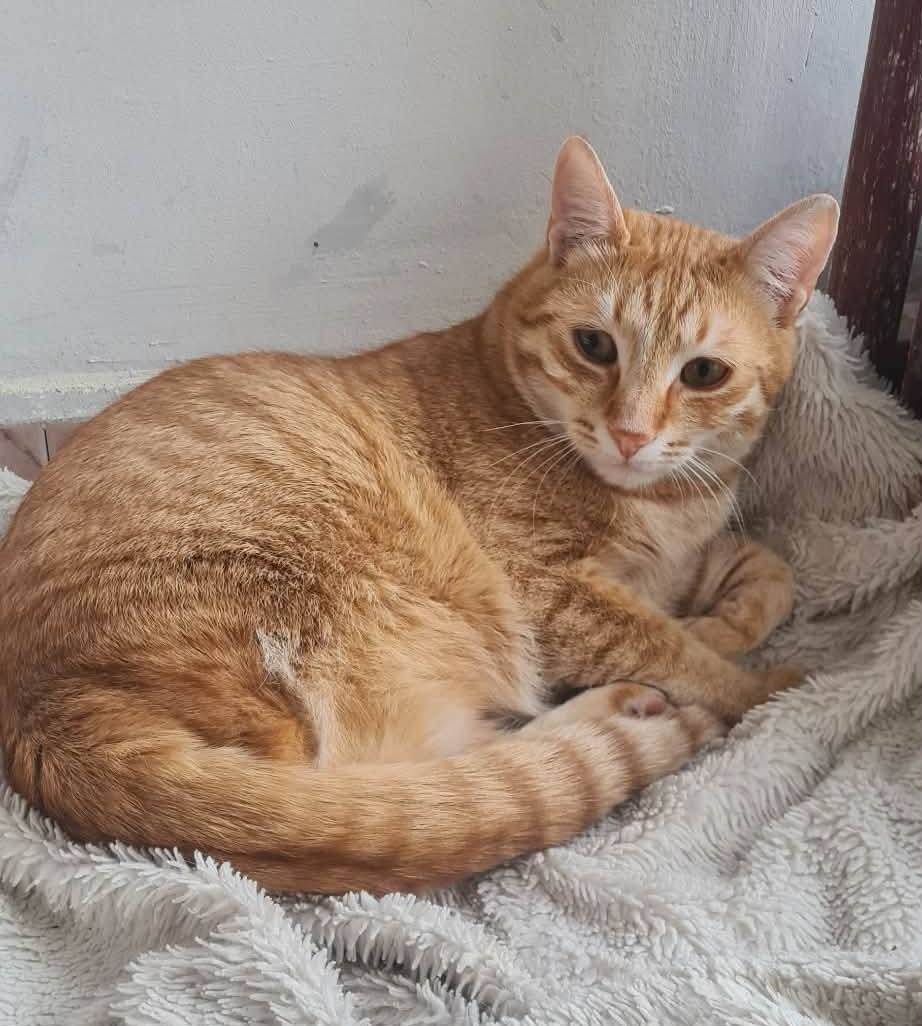 Simba, Bild 6