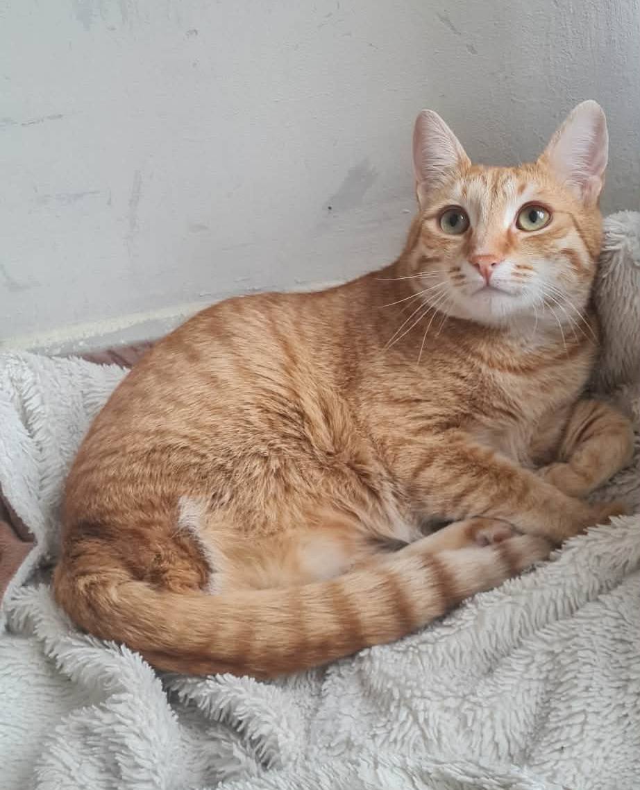 Simba, Bild 7