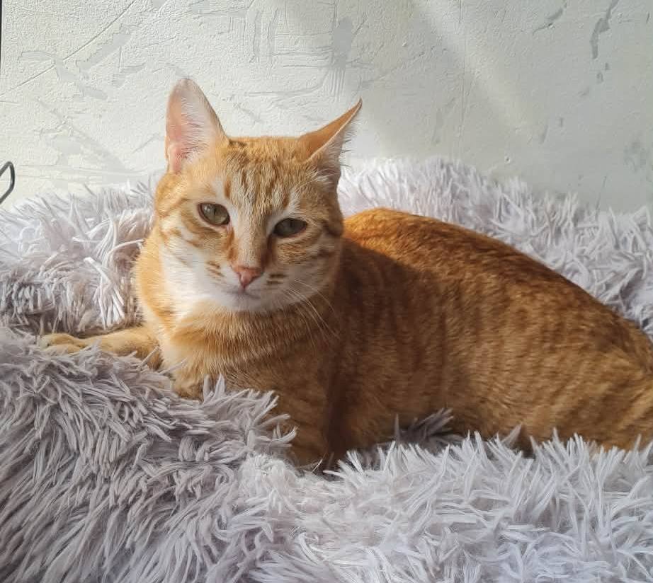Simba, Bild 10