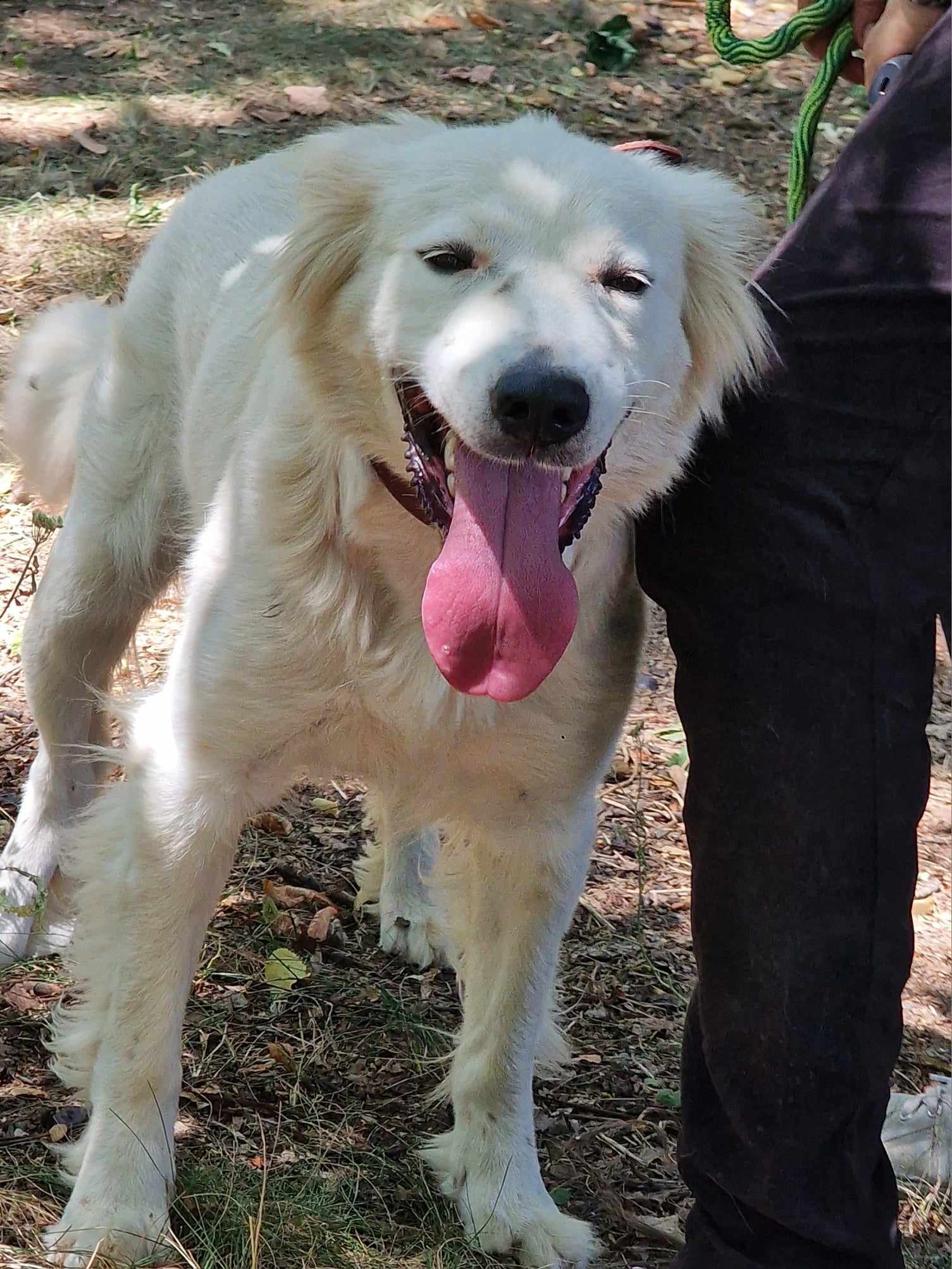 Snejanka, Hund