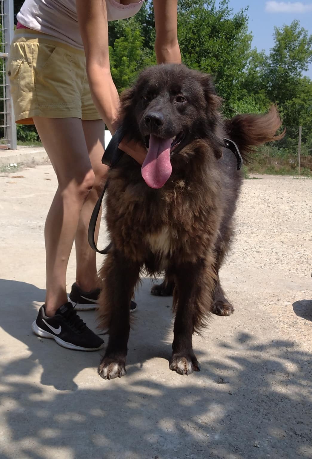 Spartak, Hund