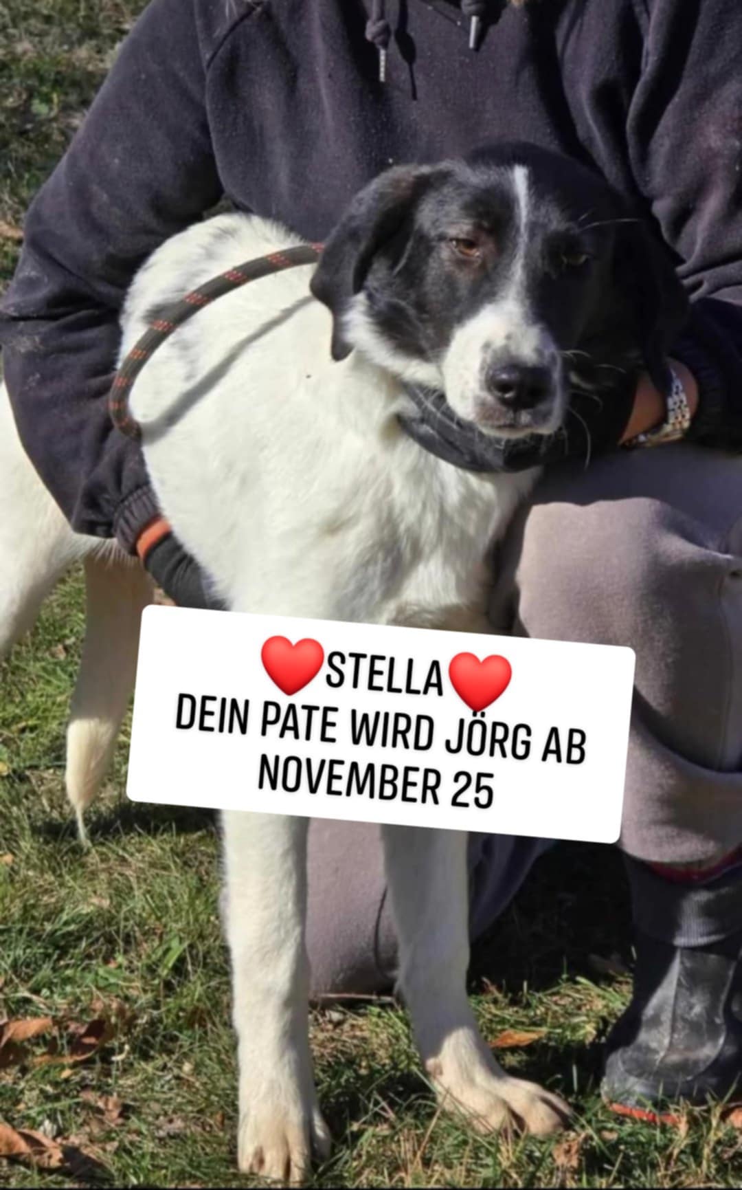 Stella, Bild 6