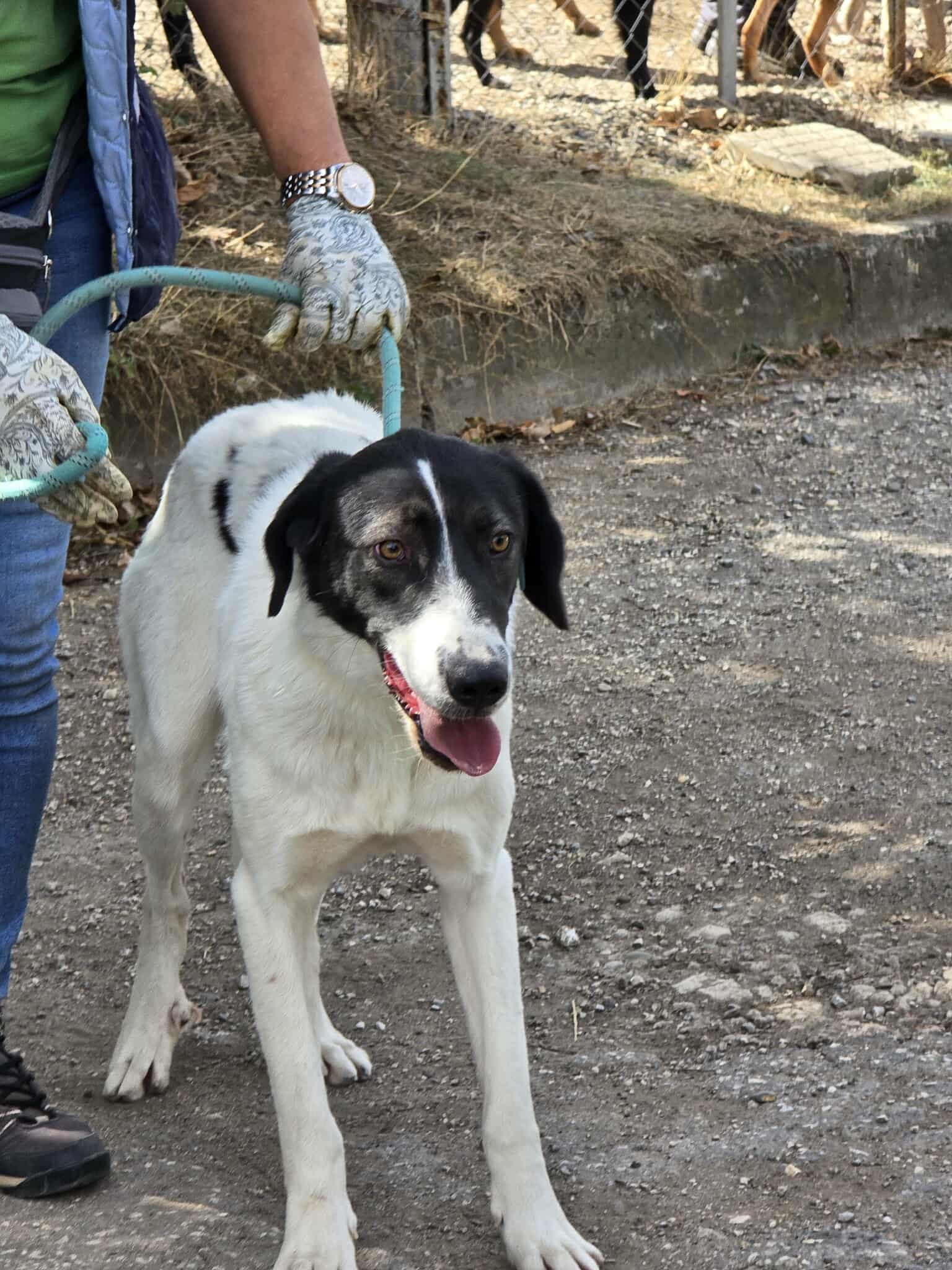 Stella, Bild 8