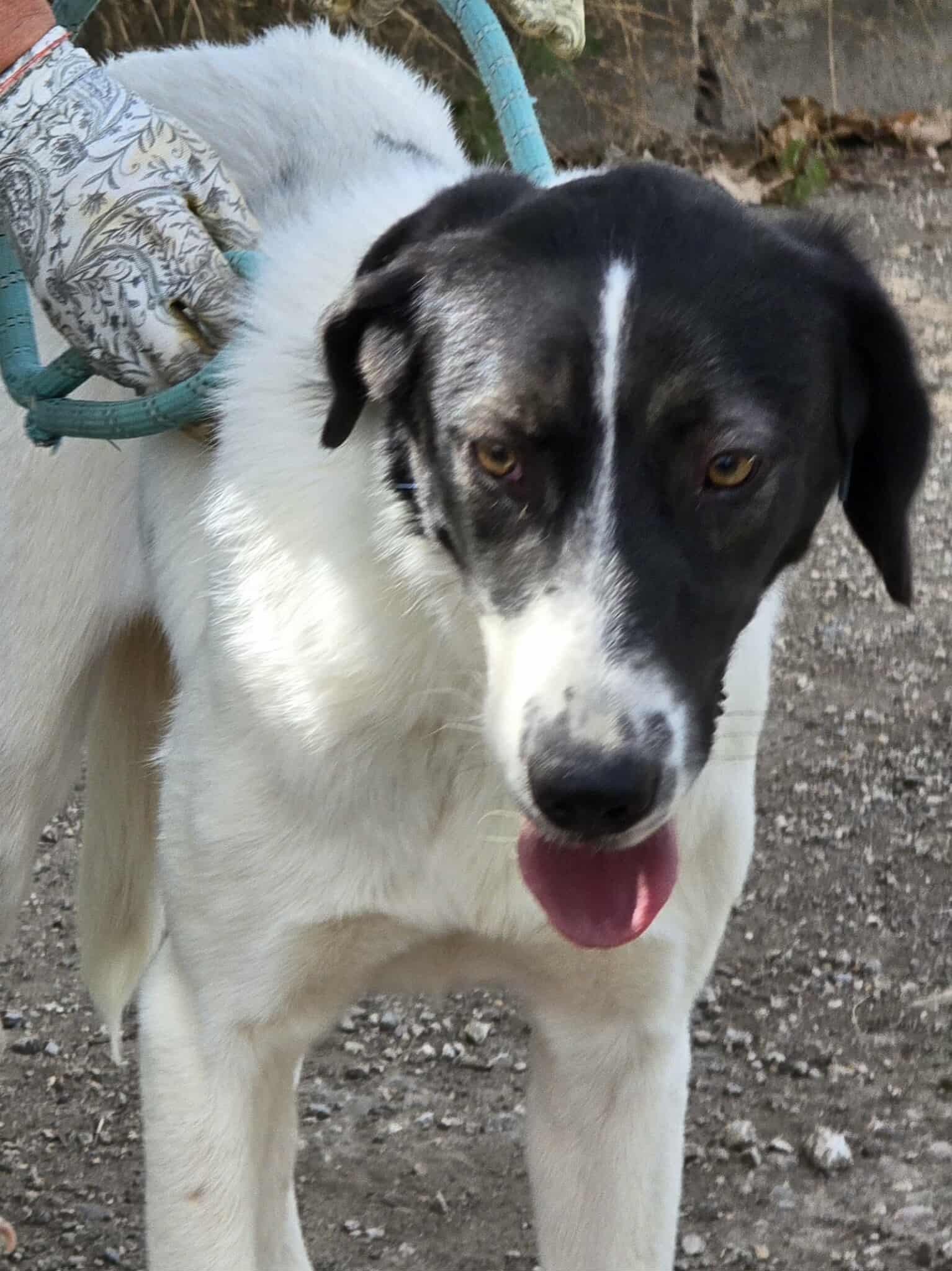 Stella, Bild 10