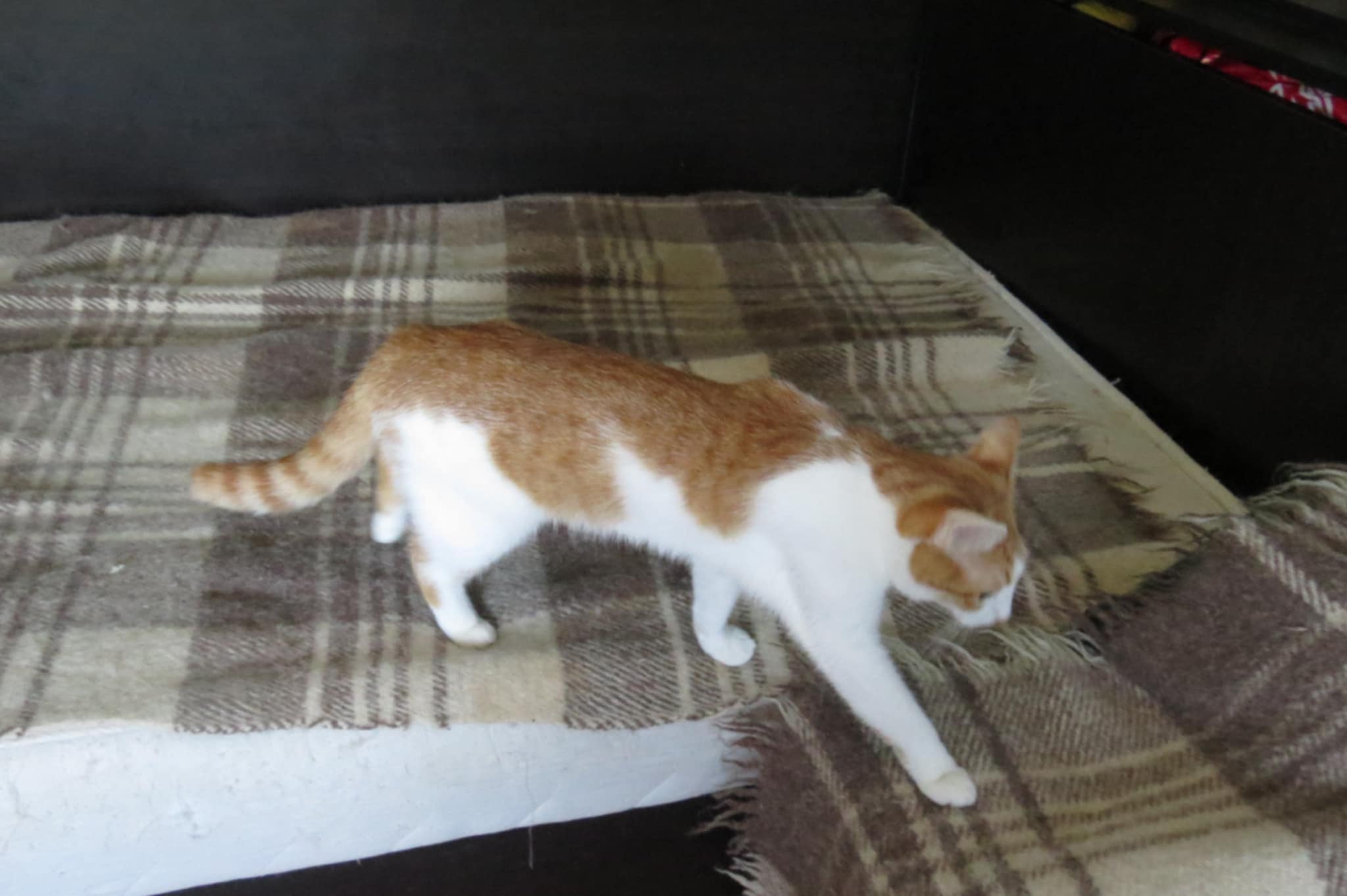 Tango, Bild 11